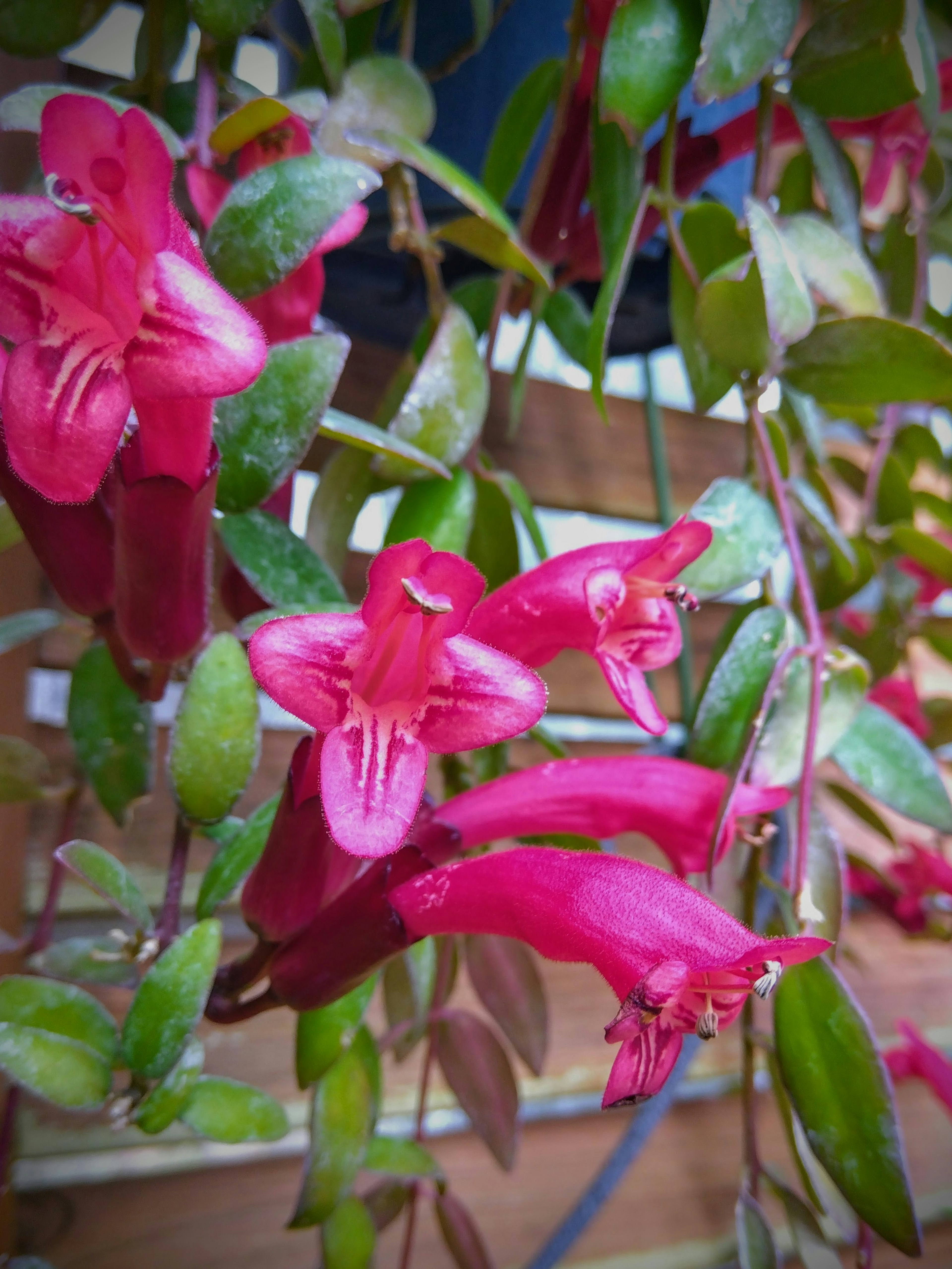 鮮やかなピンク色の花と緑の葉を持つ植物のクローズアップ