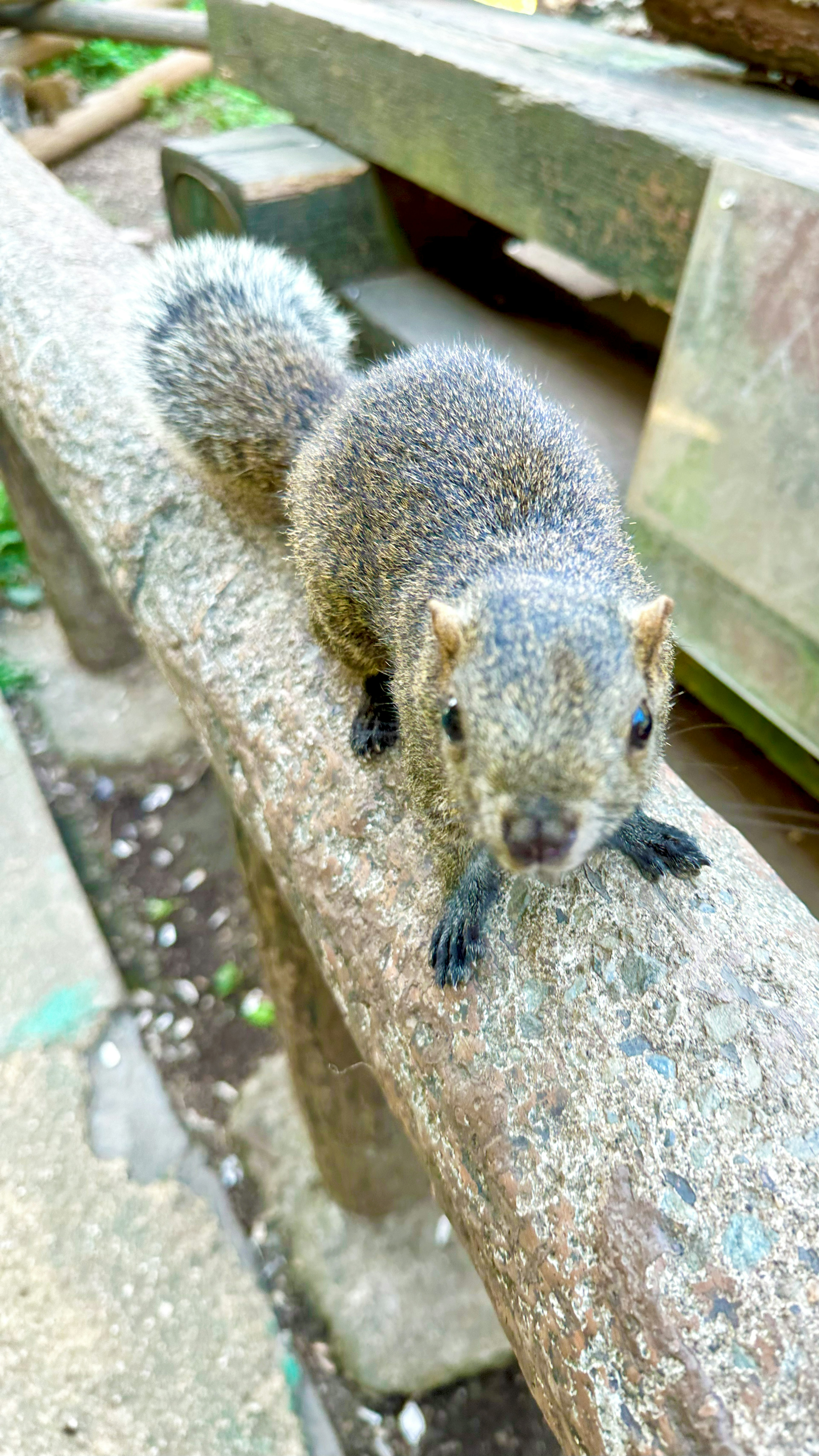 A gray squirrel perched on a wooden beam looking at the camera