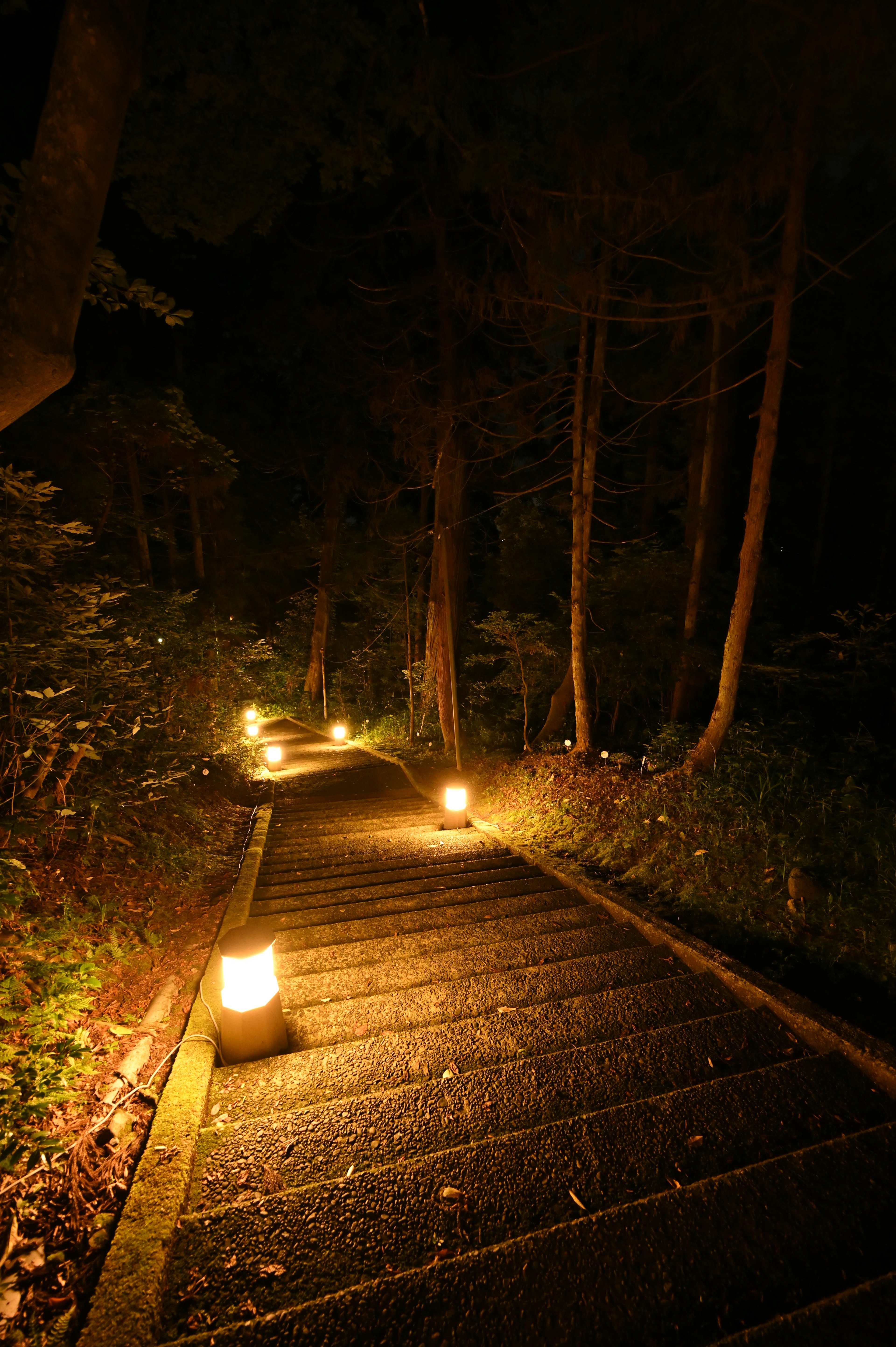 Escaleras de piedra iluminadas en un bosque oscuro