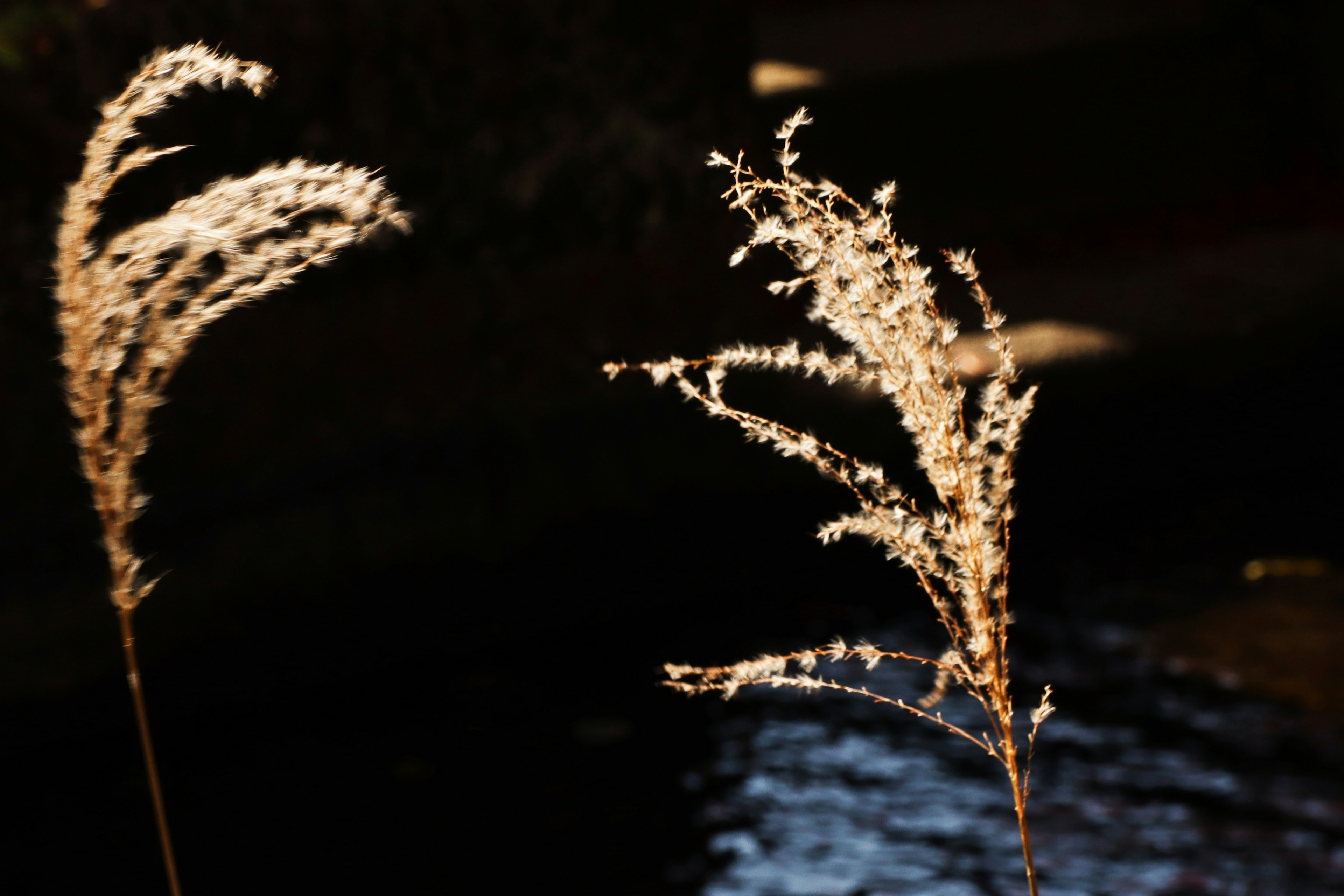 Dried grass stalks against a dark background