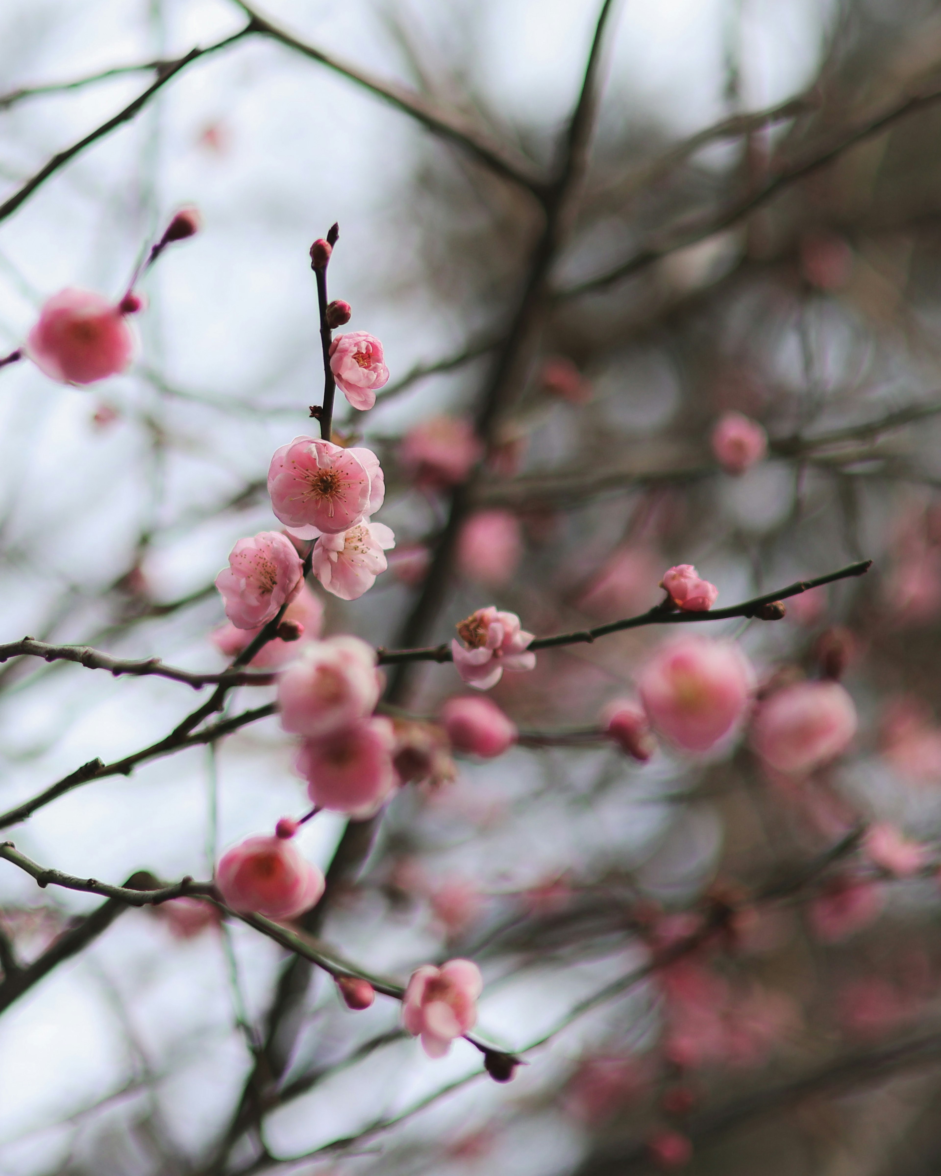 Close-up of branches with blooming pink flowers