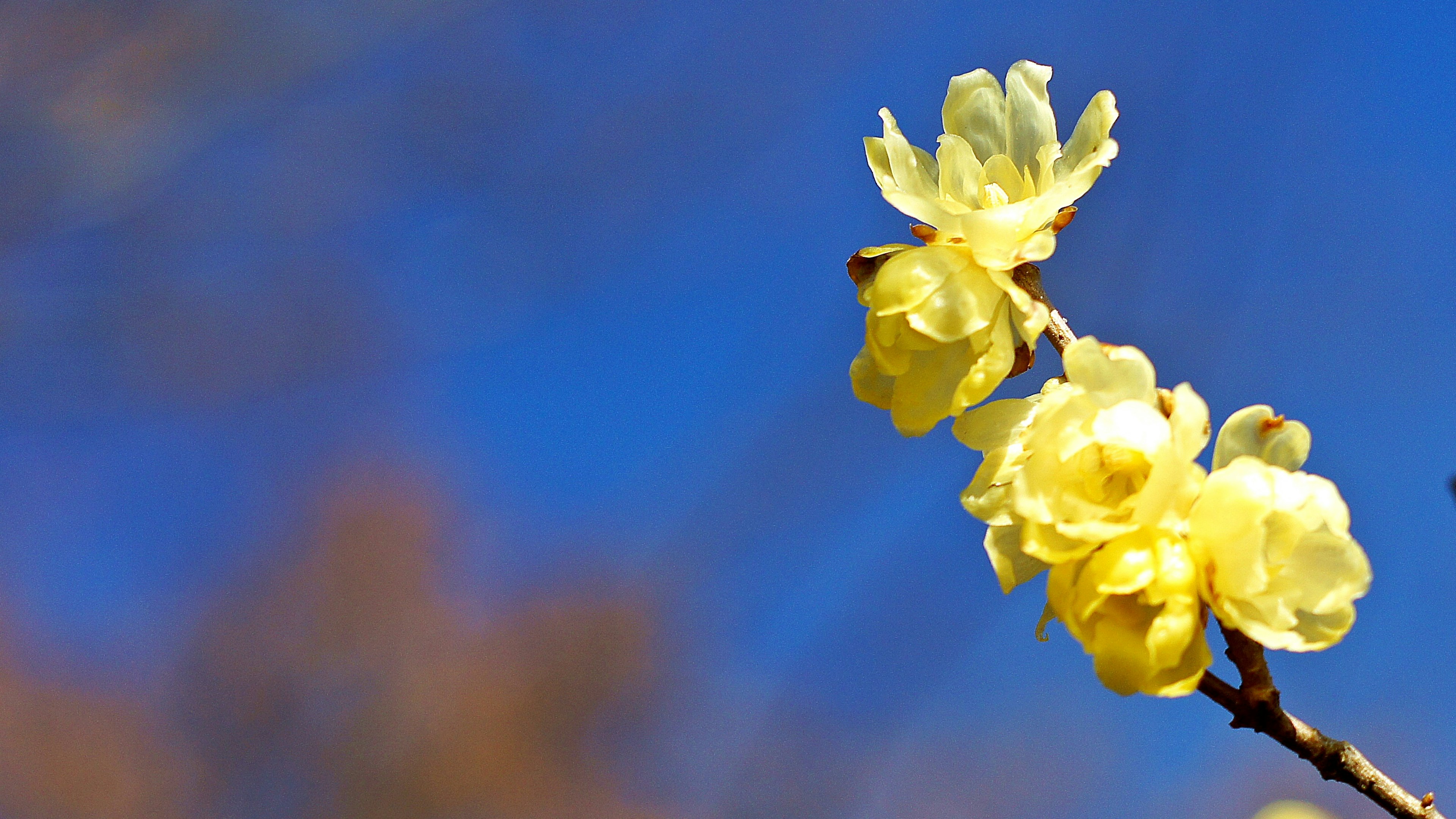 Primo piano di fiori gialli su sfondo di cielo blu