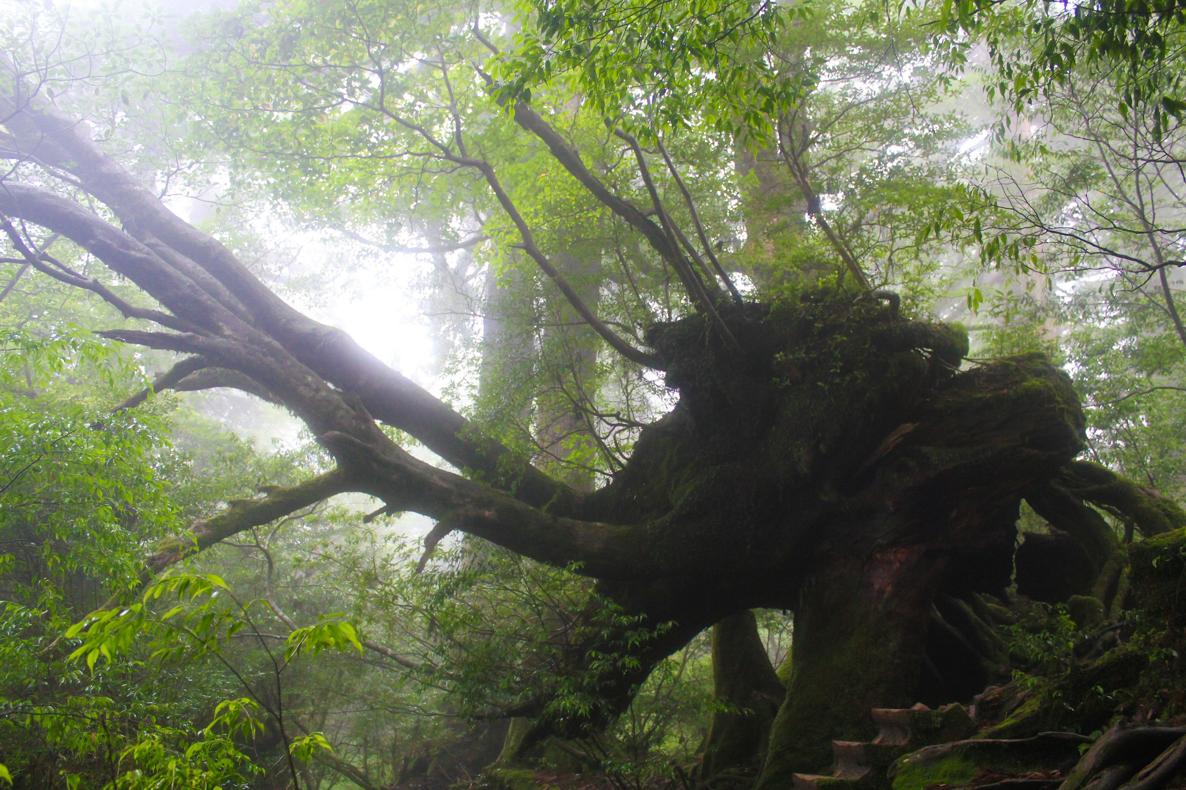 Un arbre ancien avec des branches épaisses et tordues entouré de brume dans une forêt