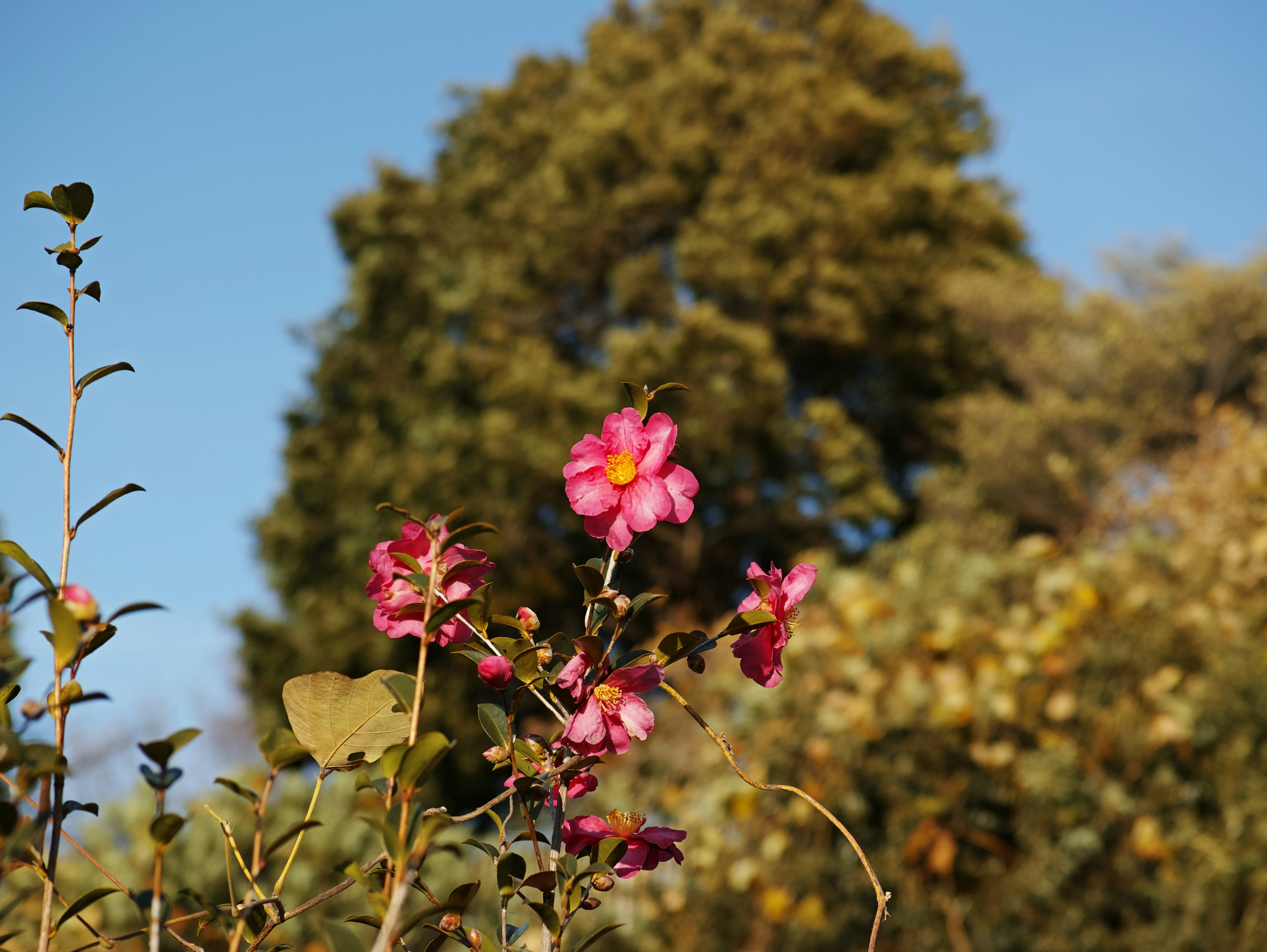 青空の下で咲くピンクの花と背景の木々