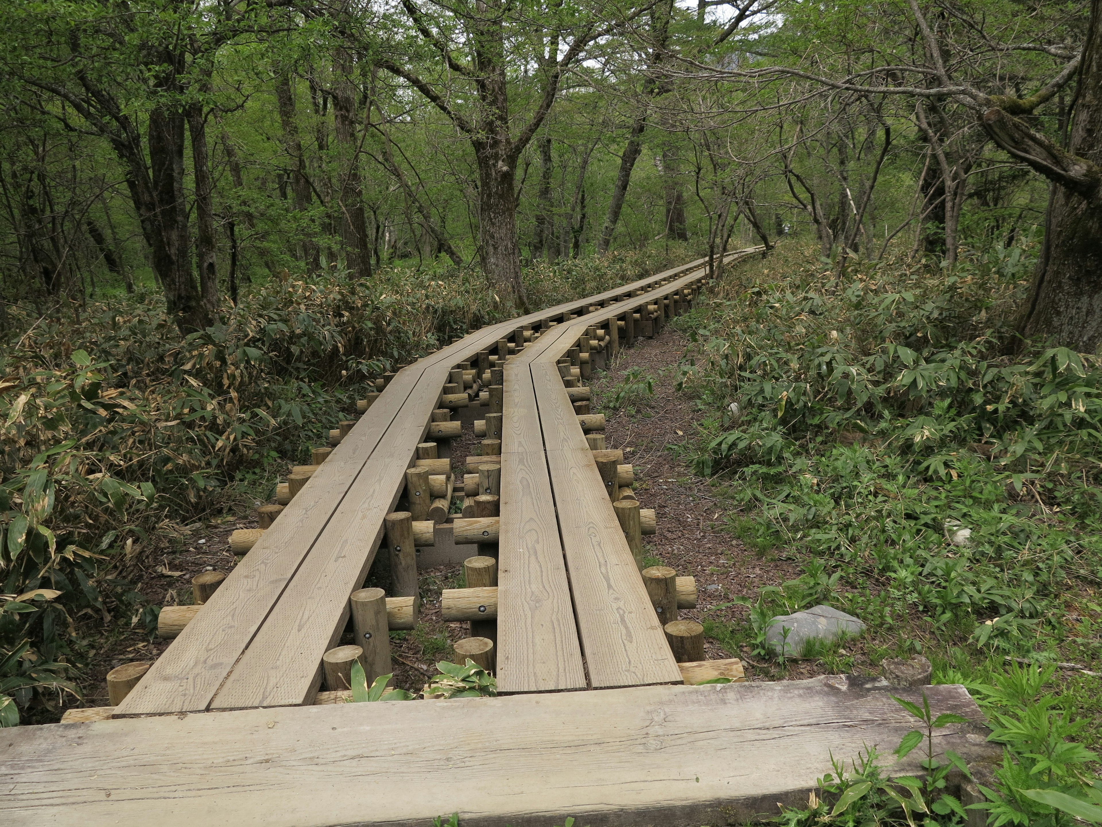 Curved wooden pathway winding through a lush green forest