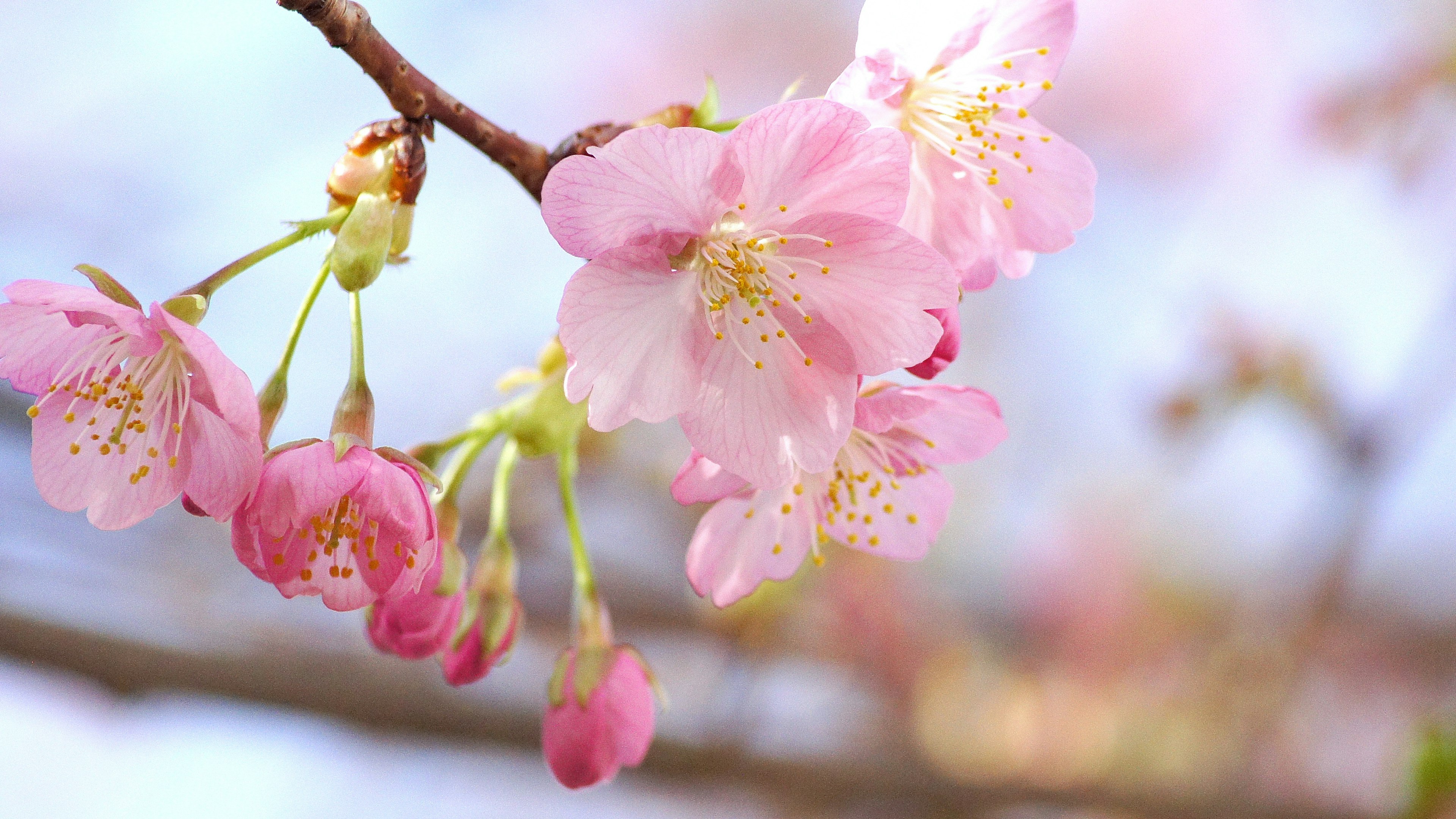 Acercamiento de flores de cerezo en una rama