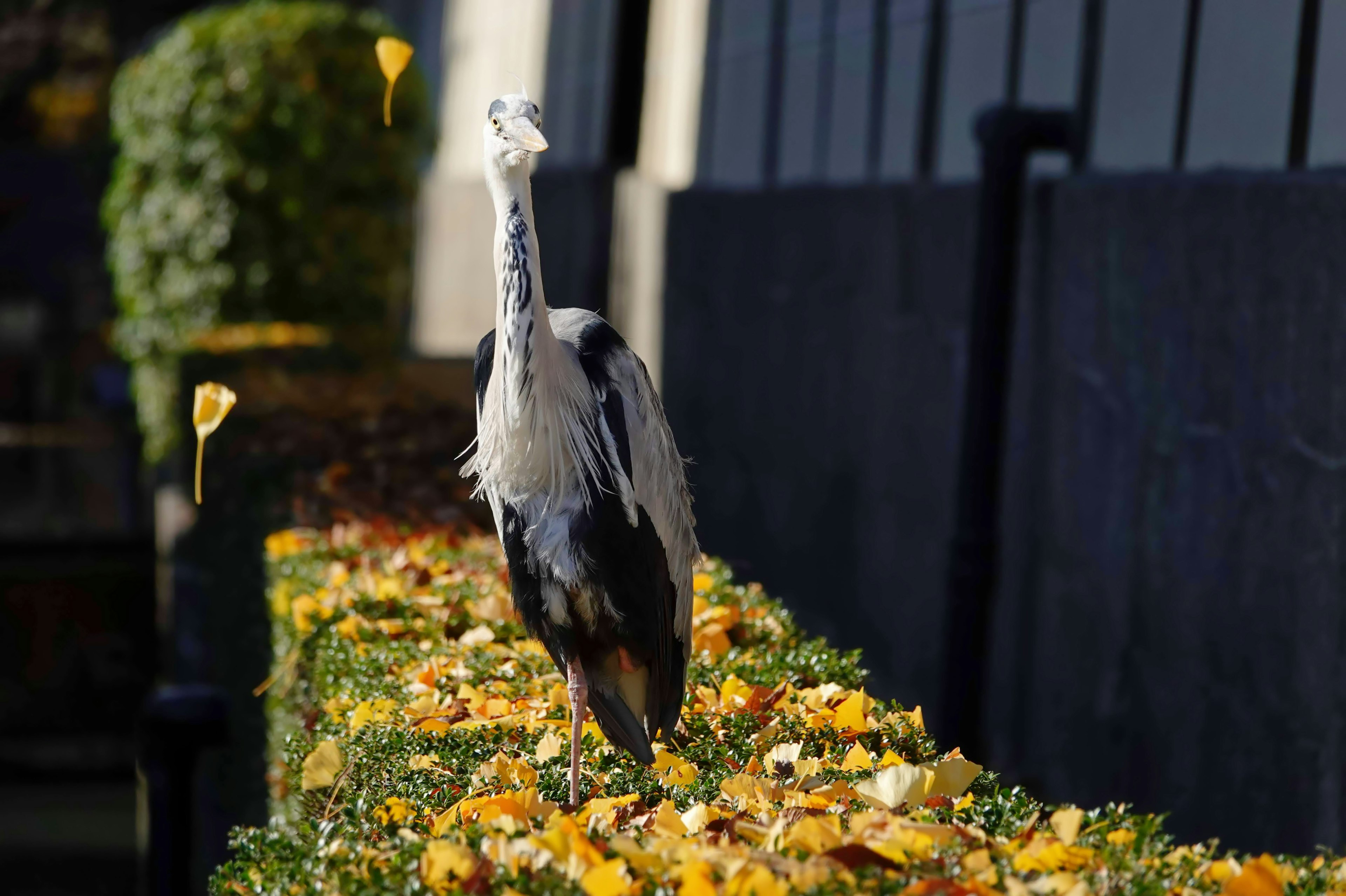 Ein Reiher, der auf lebhaften Herbstblättern geht