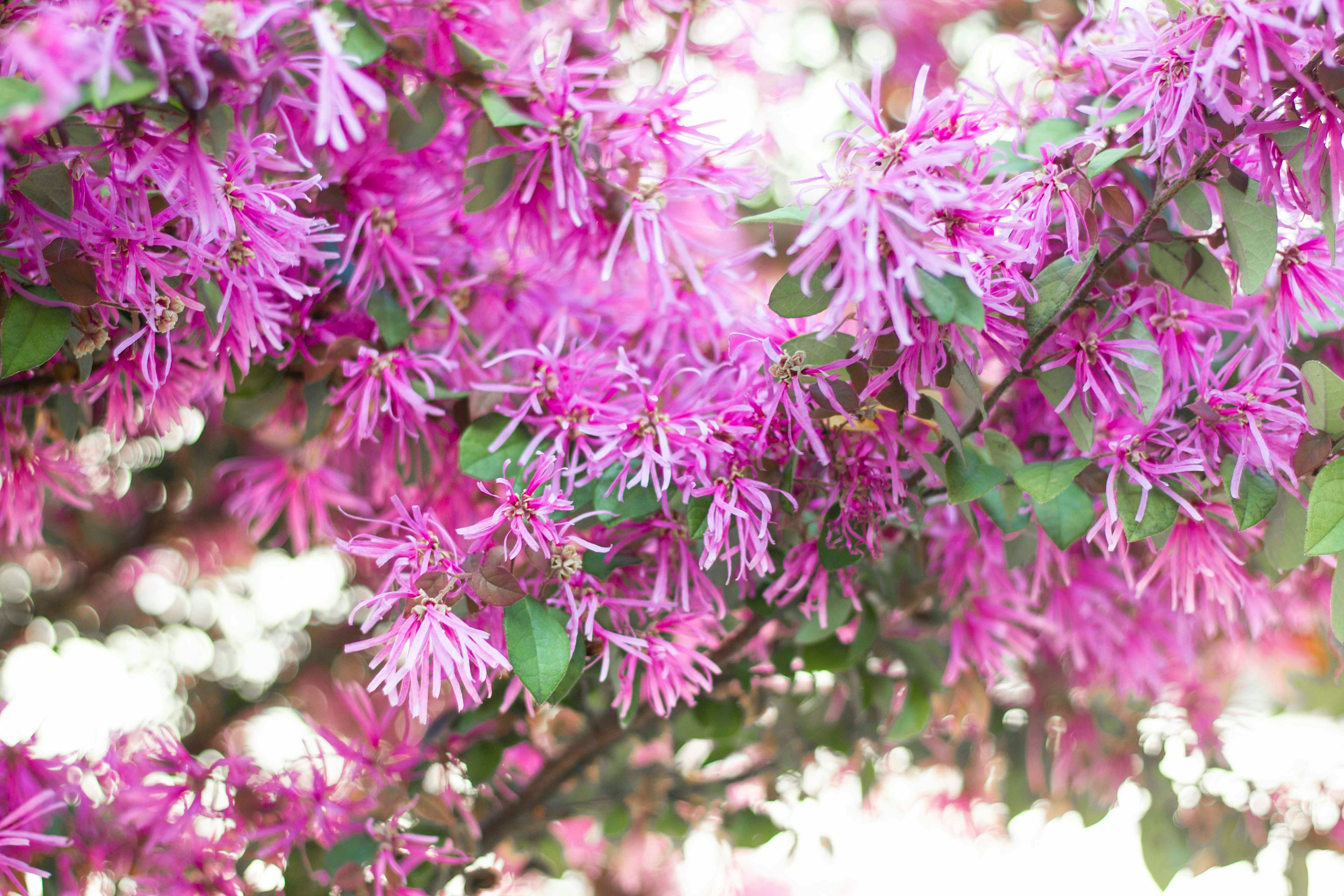 鮮やかな紫色の花が咲く木の枝のクローズアップ