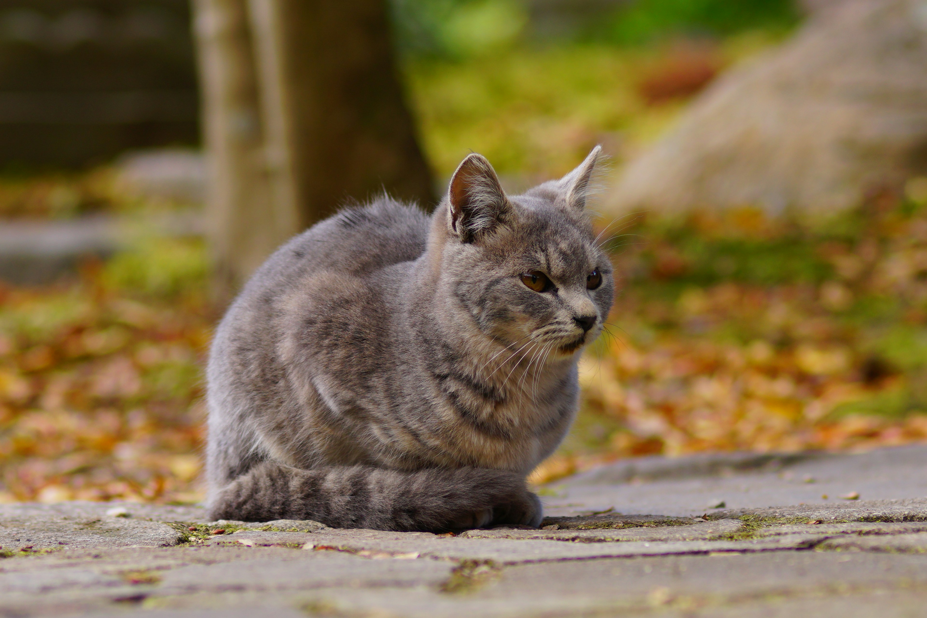 Kucing abu-abu duduk di lingkungan alami