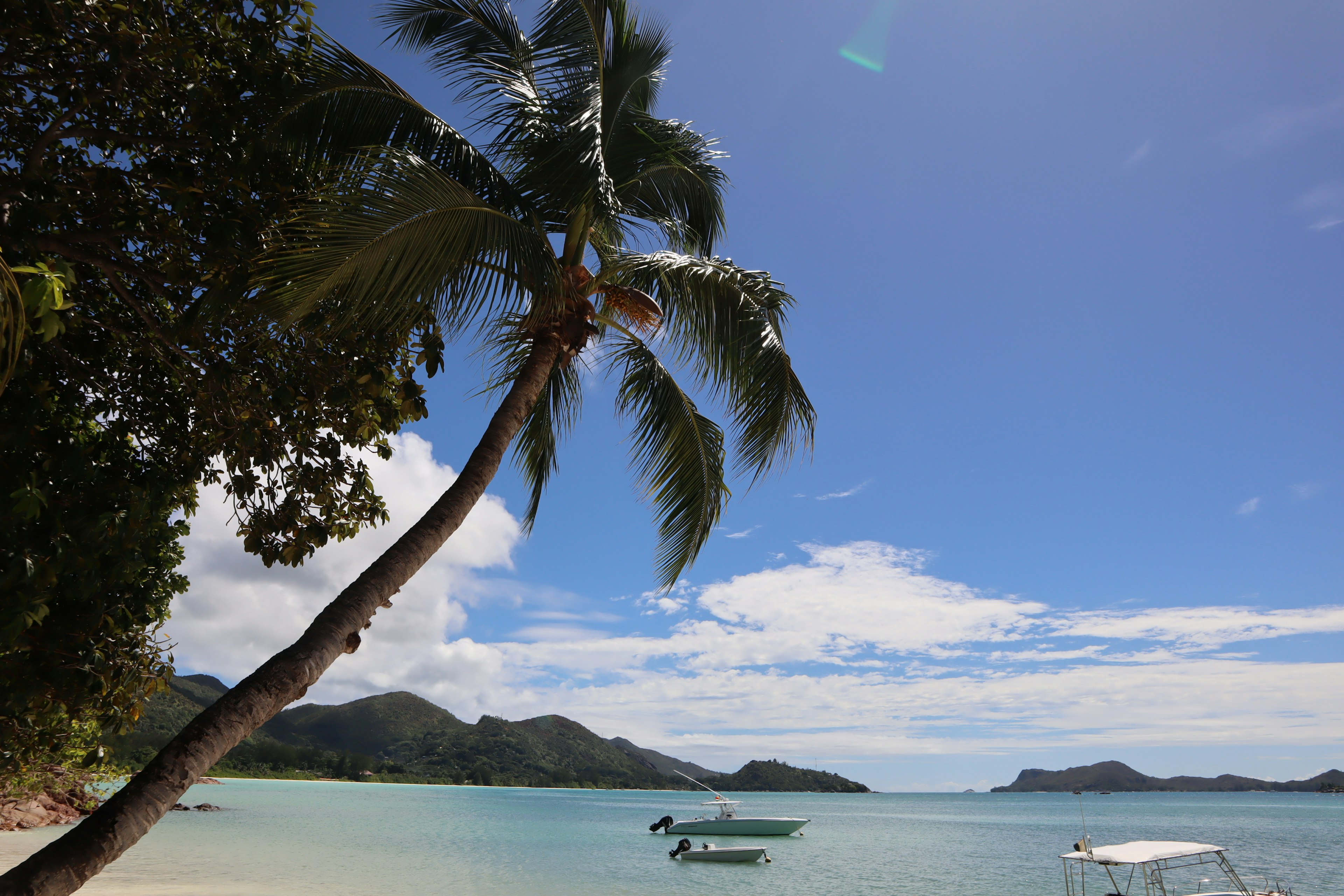 A scenic view of a palm tree by a blue ocean and white sandy beach