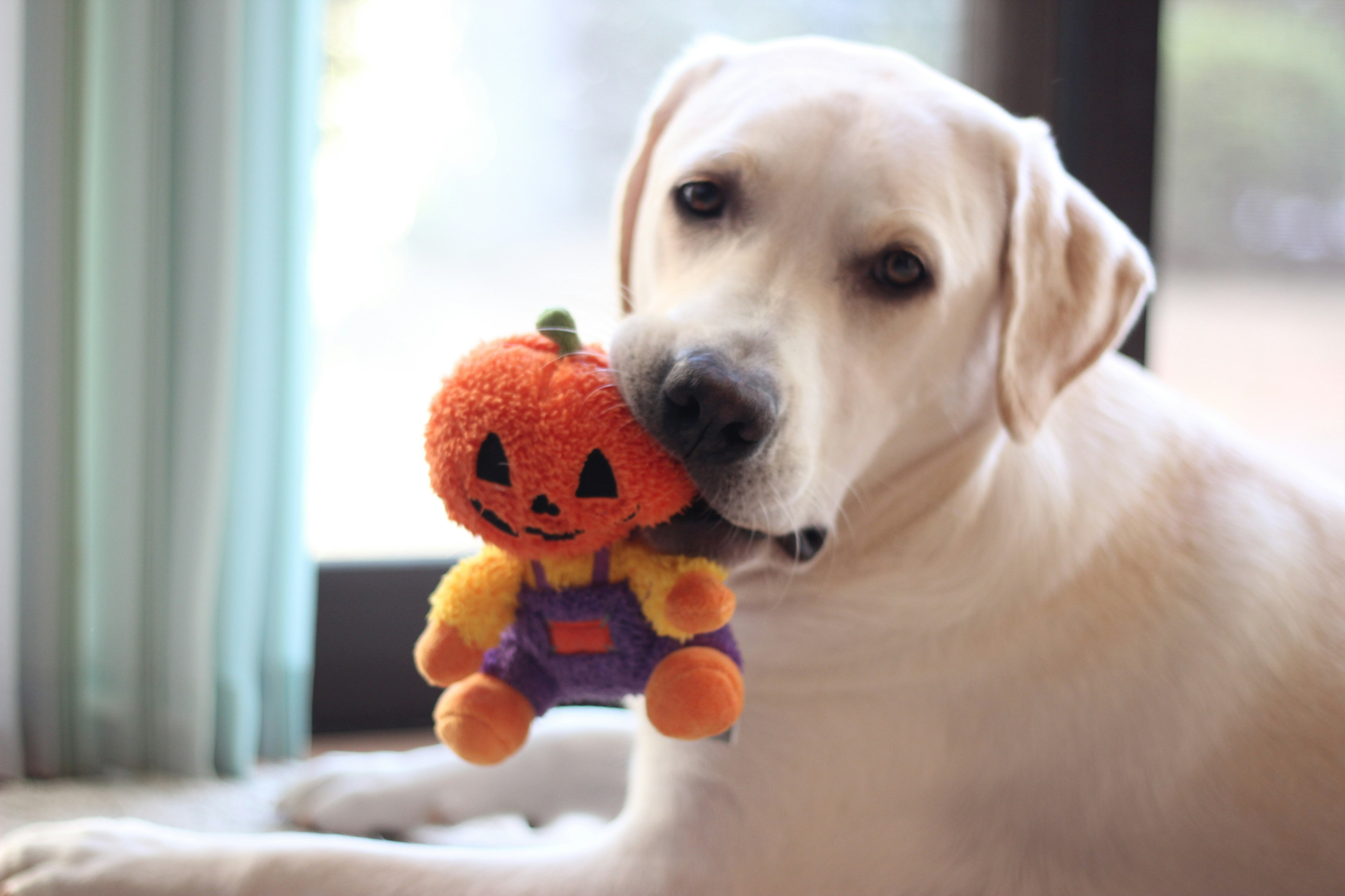 Seekor anjing putih memegang mainan labu Halloween di mulutnya