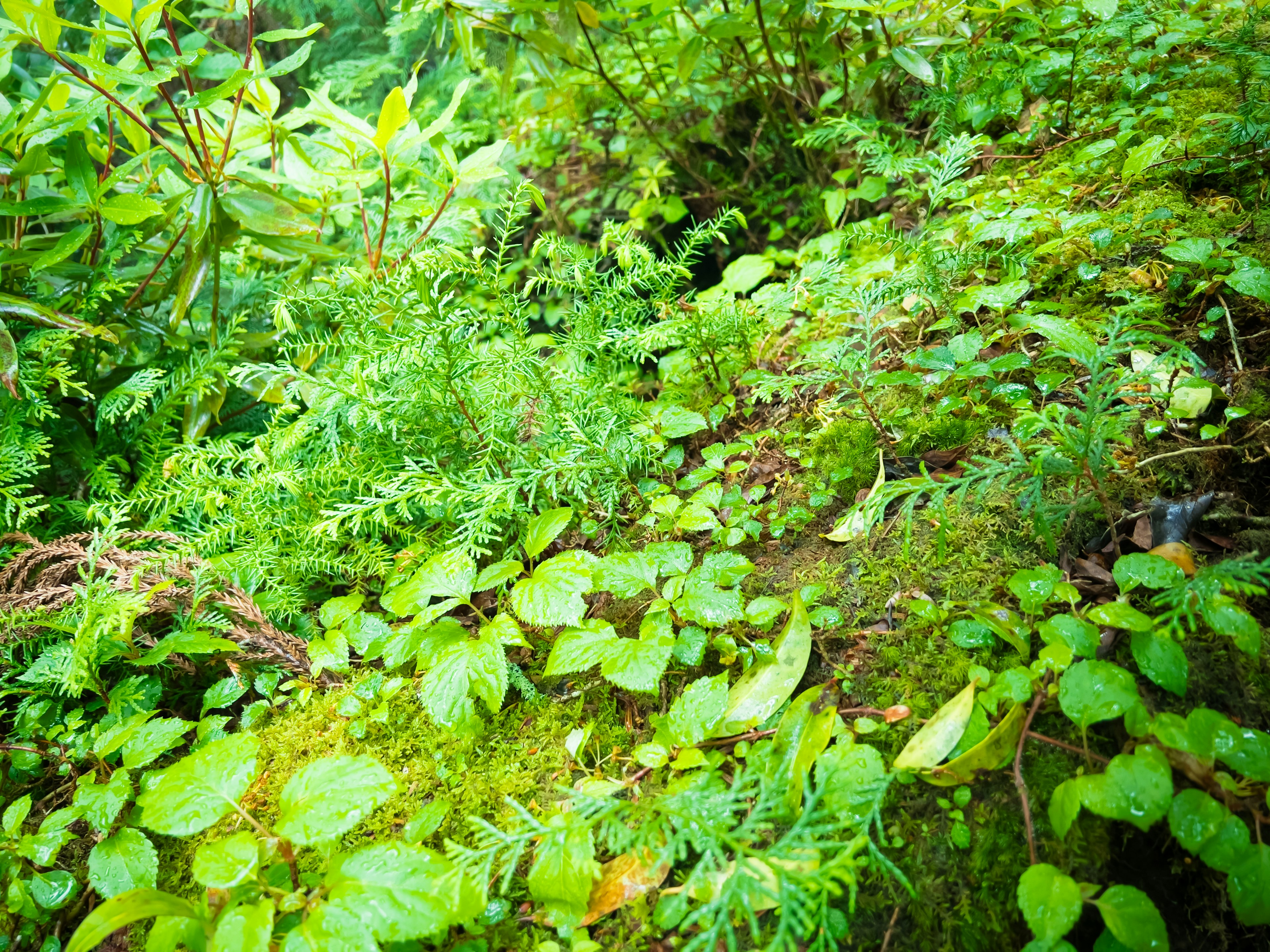 Üppiges grünes Laub, das den Waldboden bedeckt