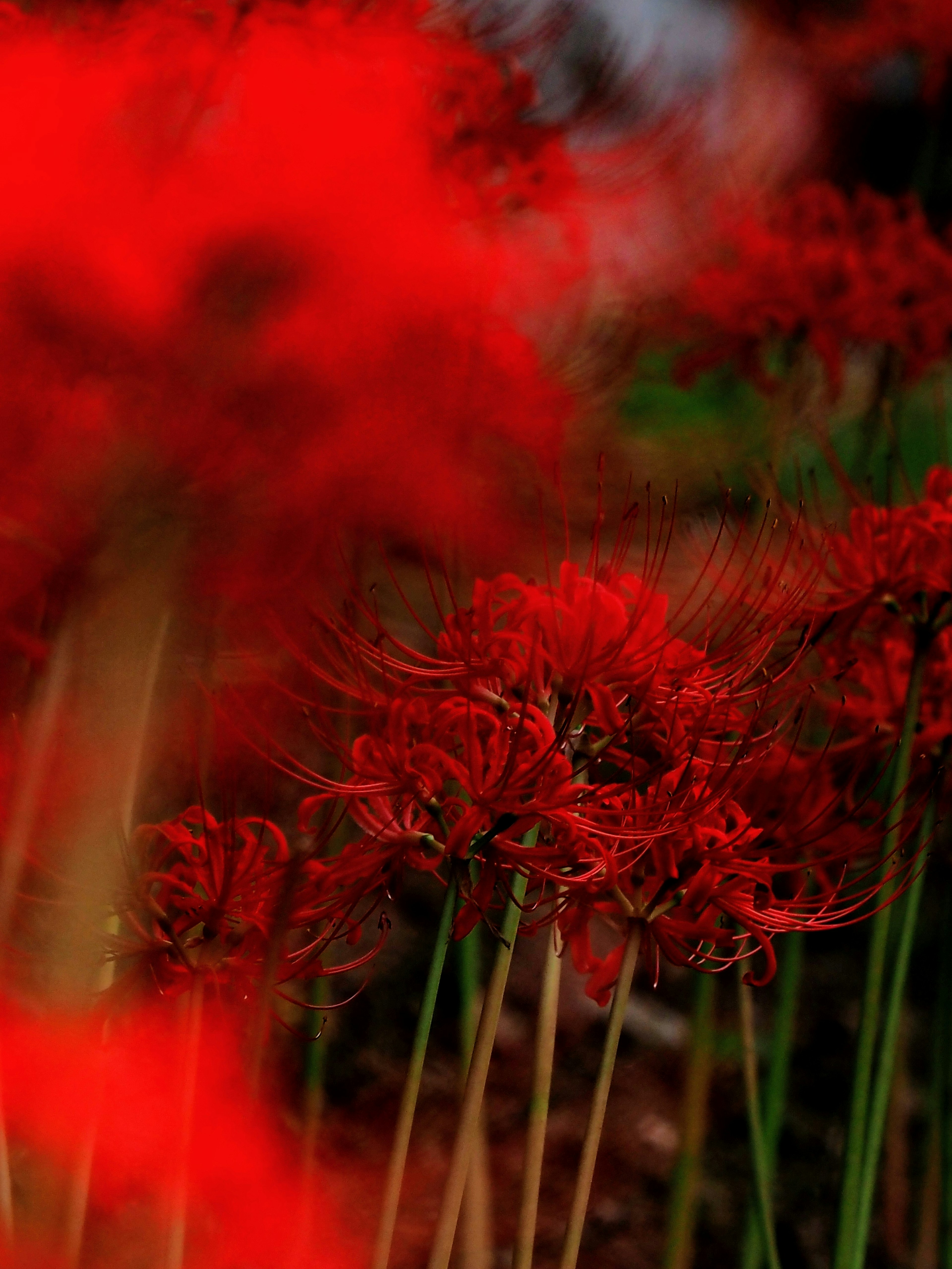 Lebendige rote Spinnenlilien blühen in einer üppigen Umgebung