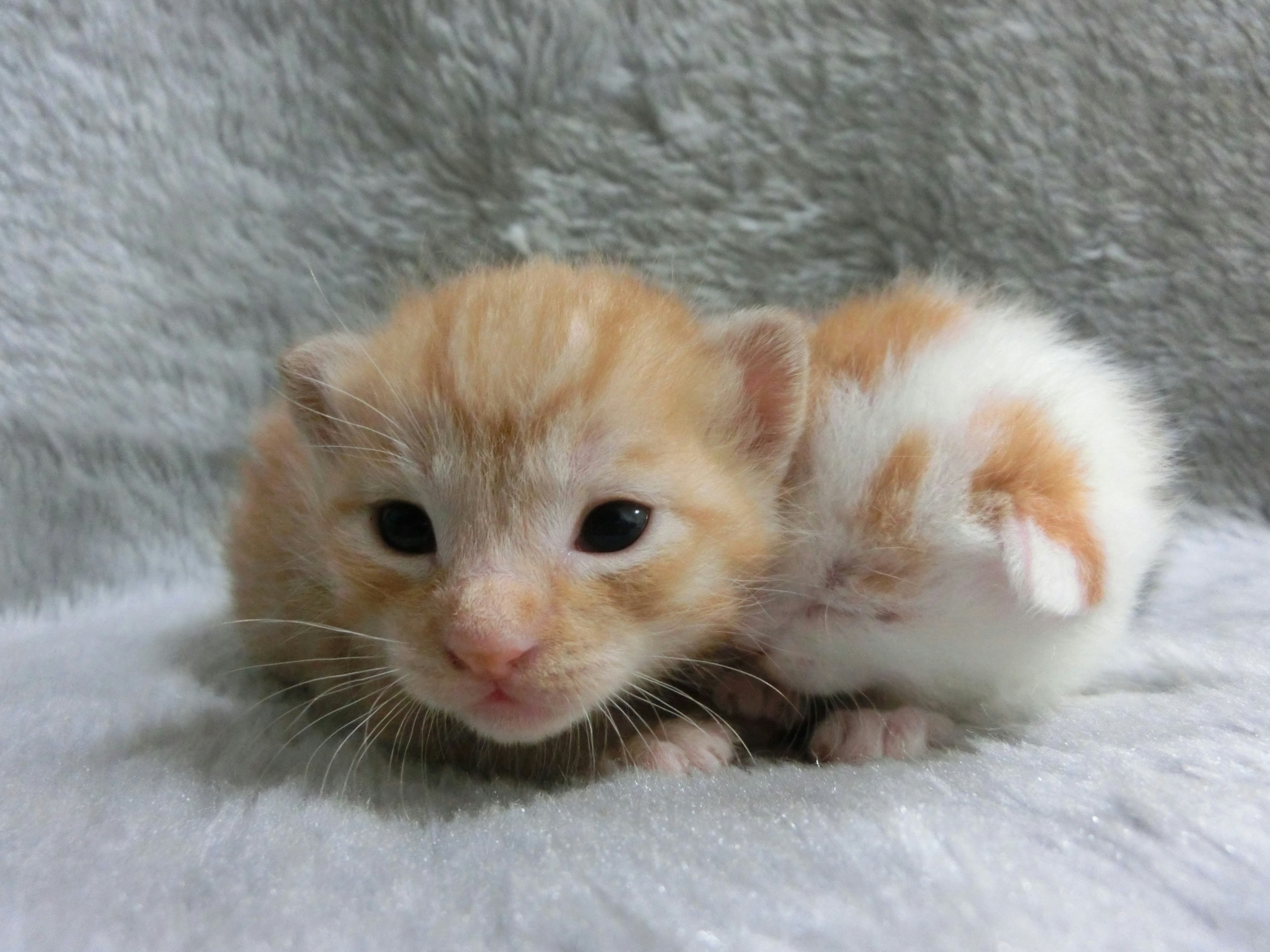 Dua anak kucing berpelukan di atas bulu lembut satu anak kucing oranye dan satu anak kucing putih