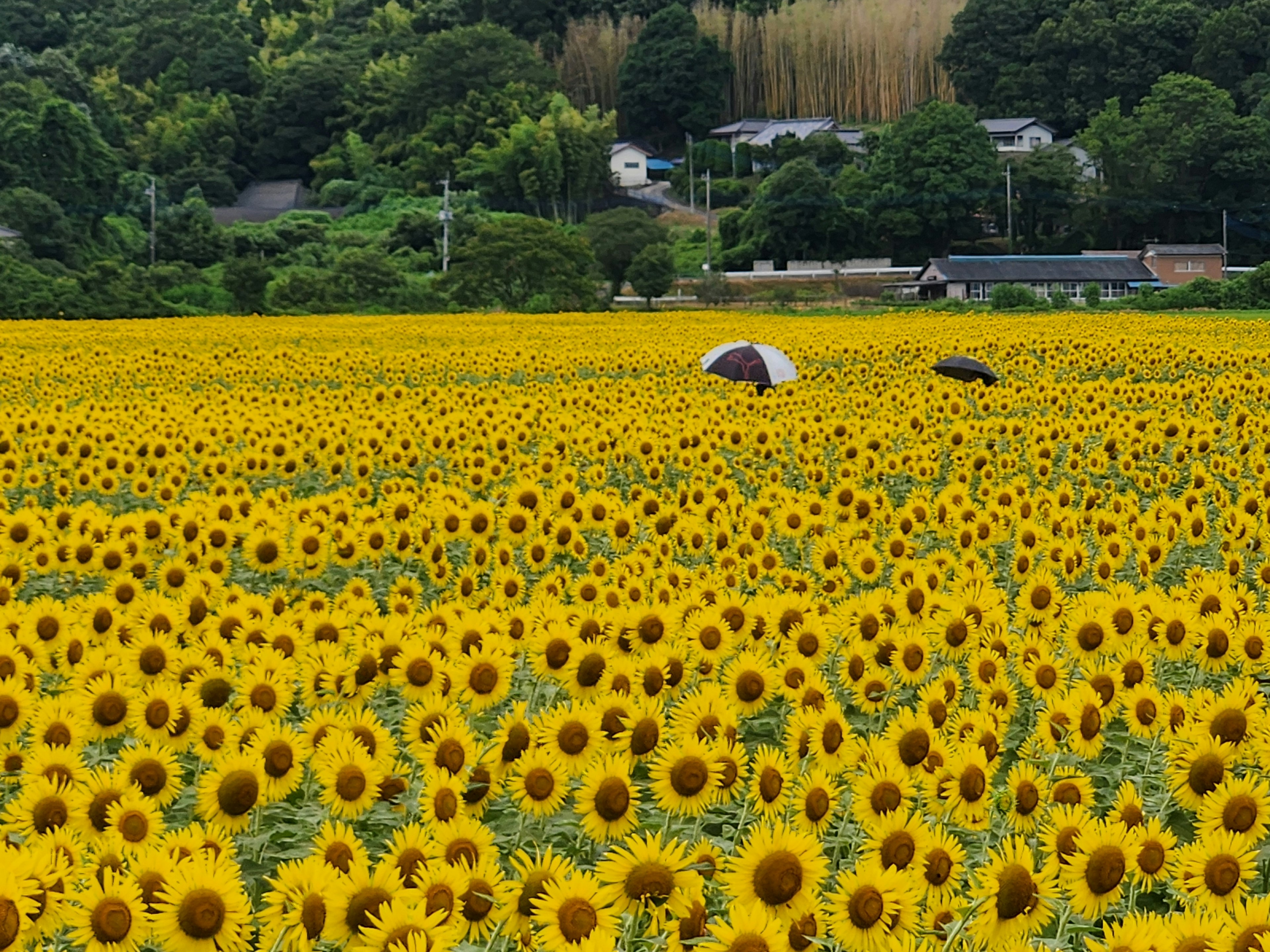 Un vaste champ de tournesols avec une personne tenant un parapluie