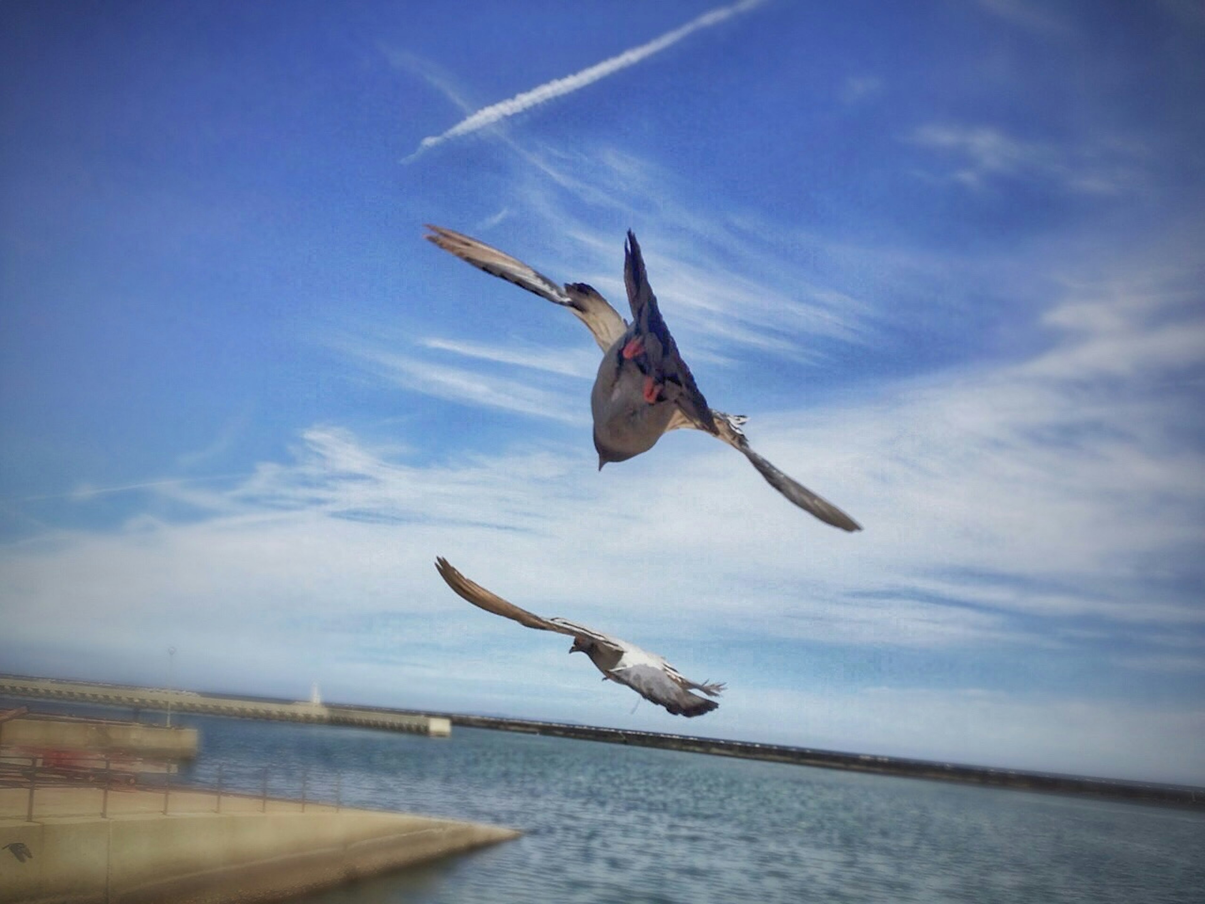 Zwei Vögel fliegen unter einem blauen Himmel mit Ozean und Hafen im Hintergrund