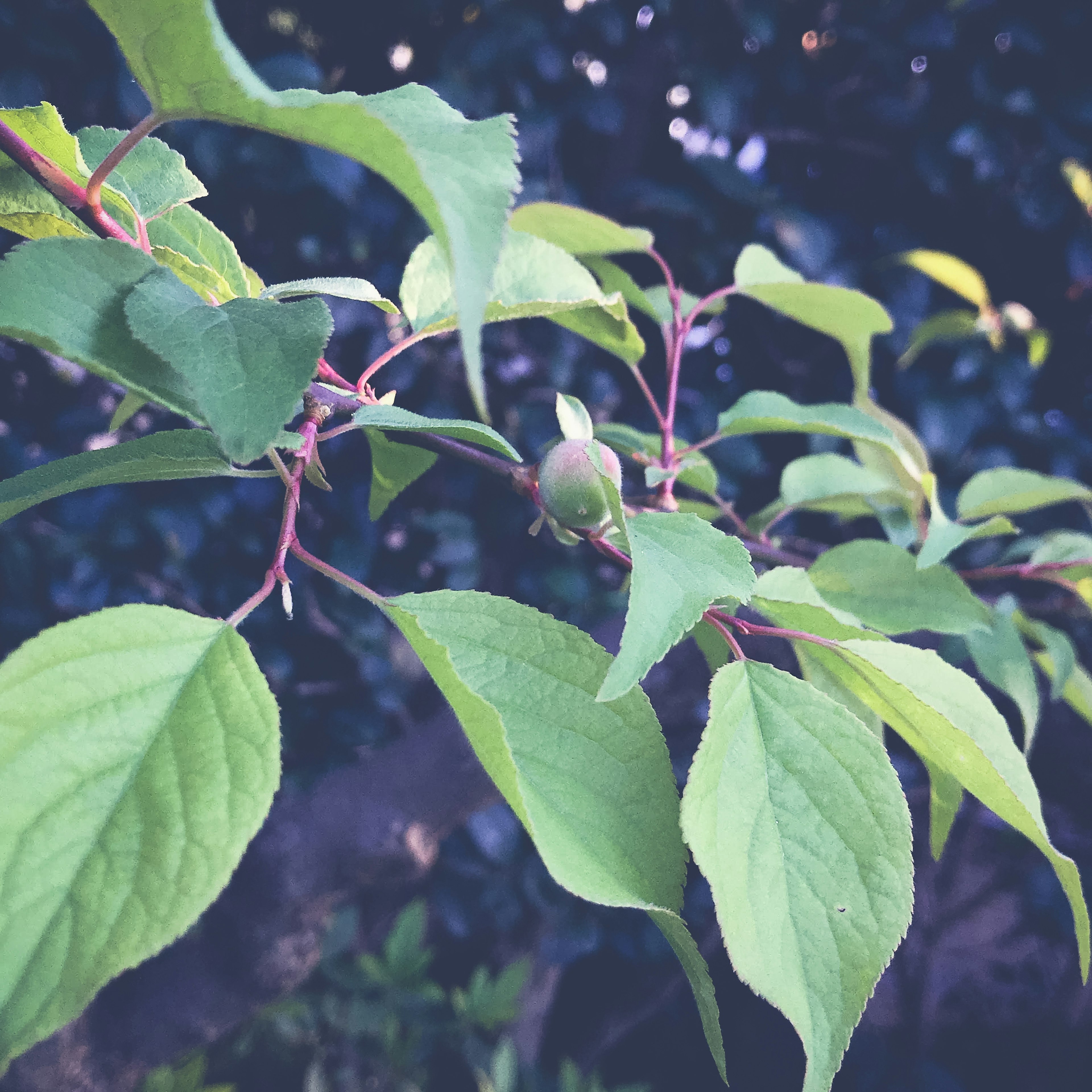 Branche avec des feuilles vertes et un petit fruit