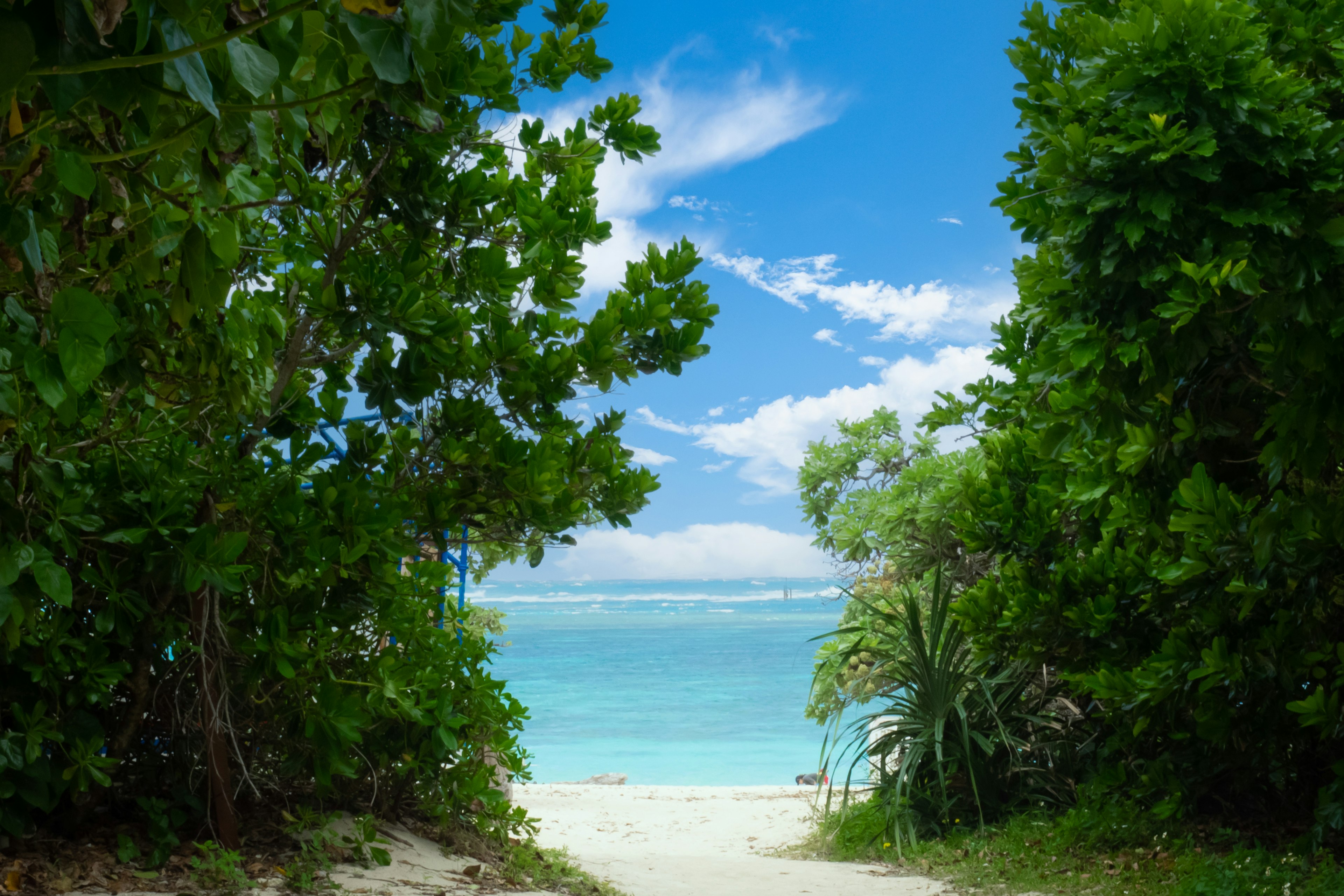 ทิวทัศน์ชายหาดที่สวยงามที่ถูกล้อมรอบด้วยพืชพรรณเขียวขจี