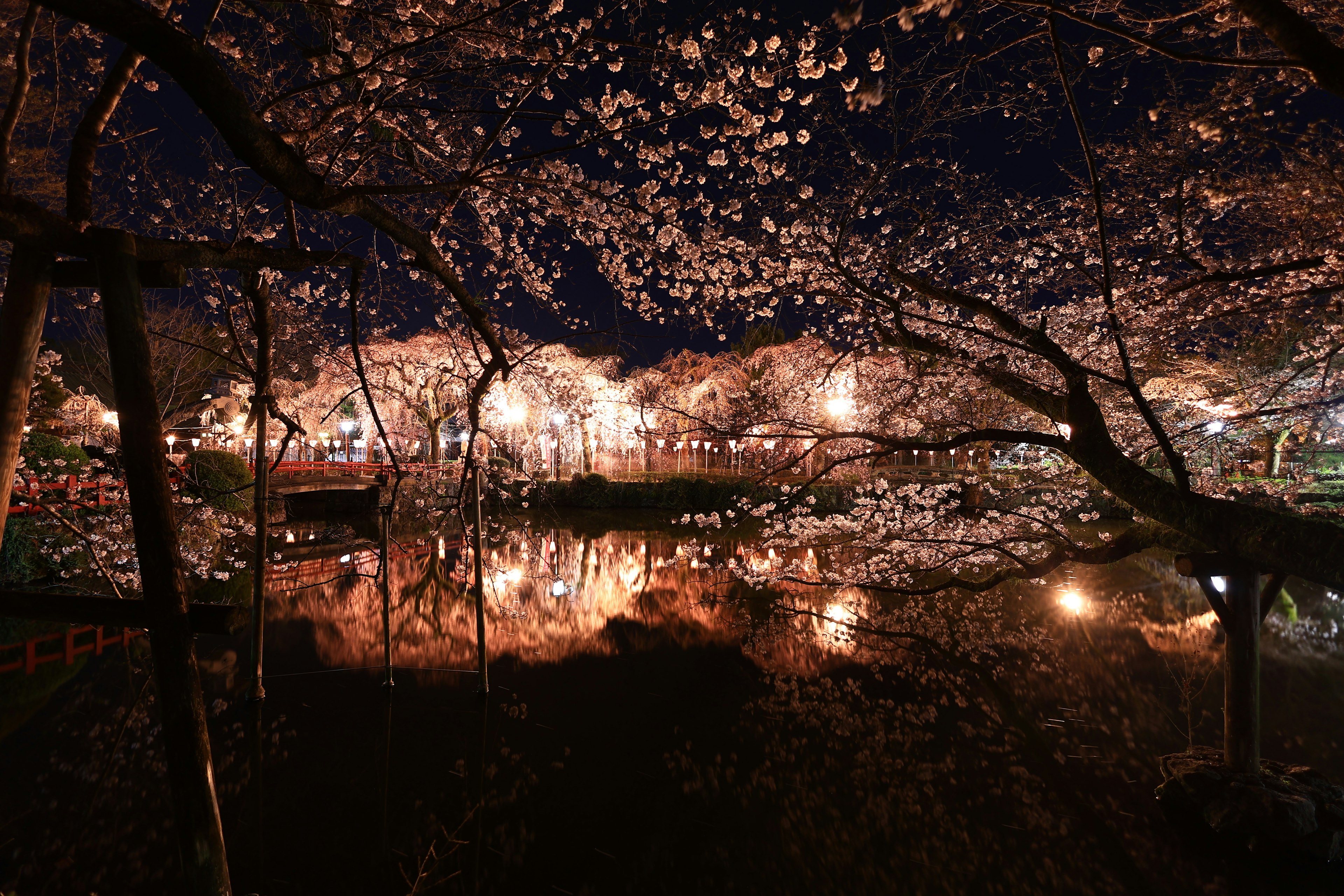 Hermosos cerezos en flor de noche con reflejos en el estanque