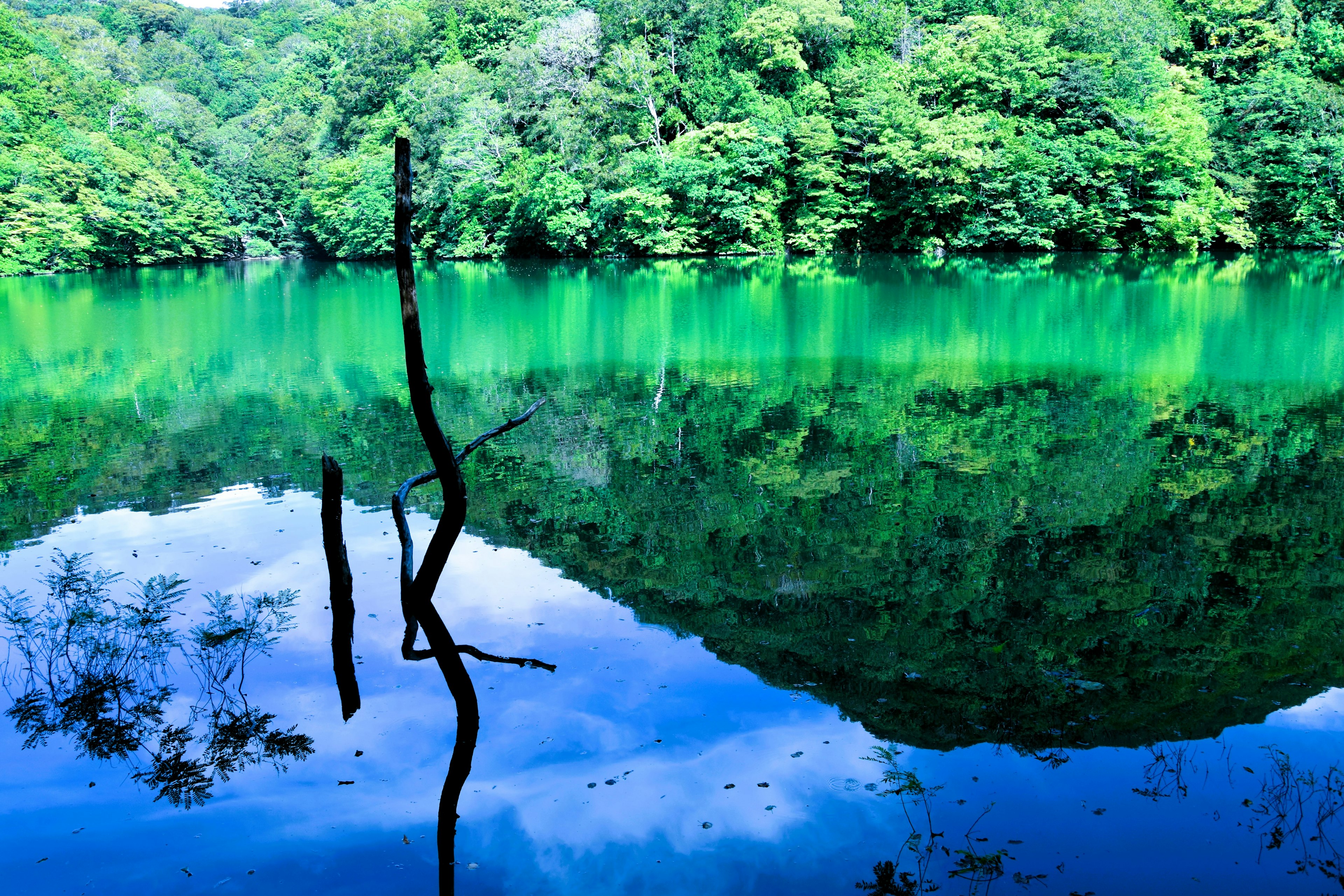 Lush green forest reflecting in a vibrant turquoise lake