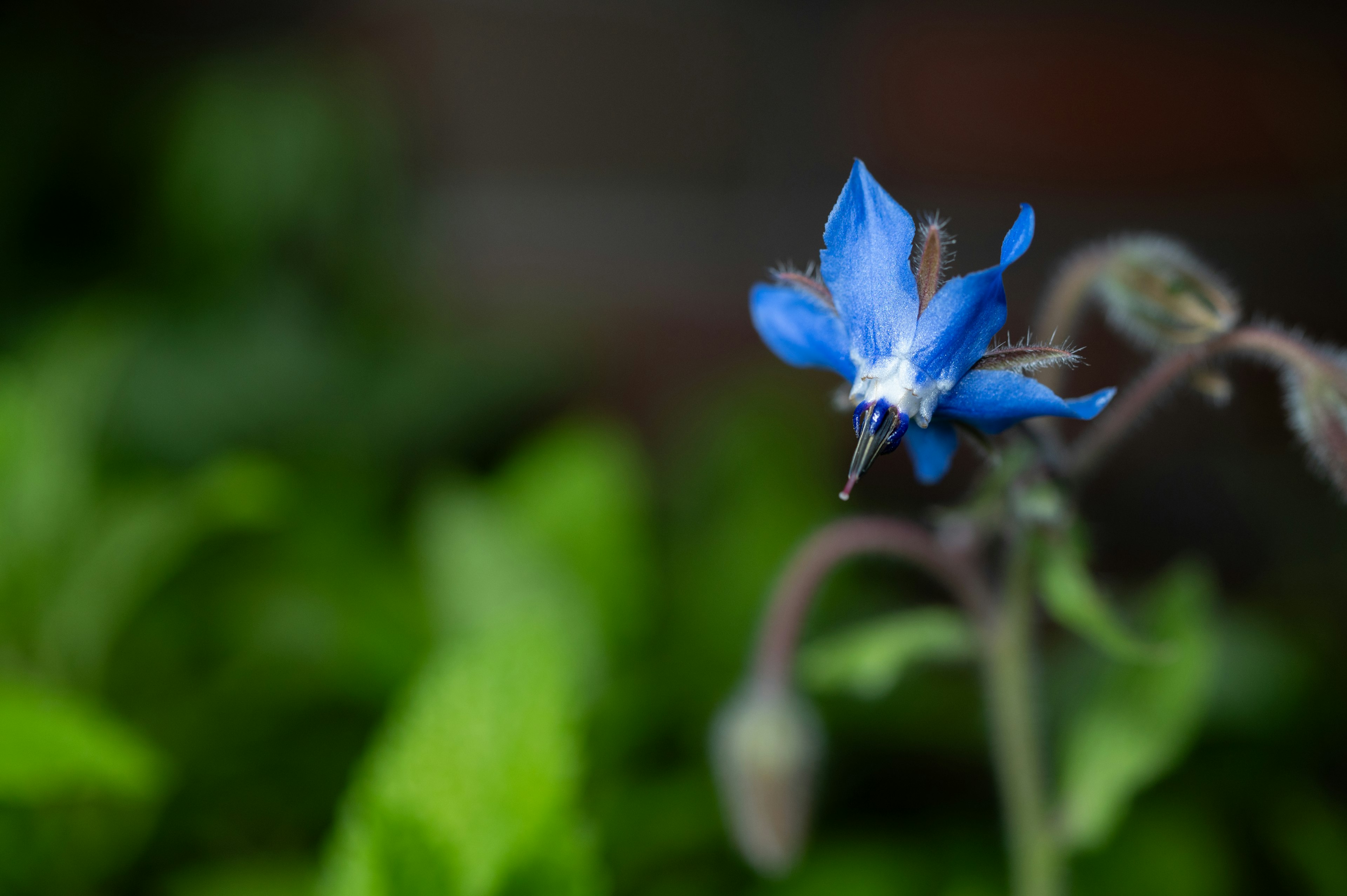 Eine lebhafte blaue Blume, die zwischen grünen Blättern blüht