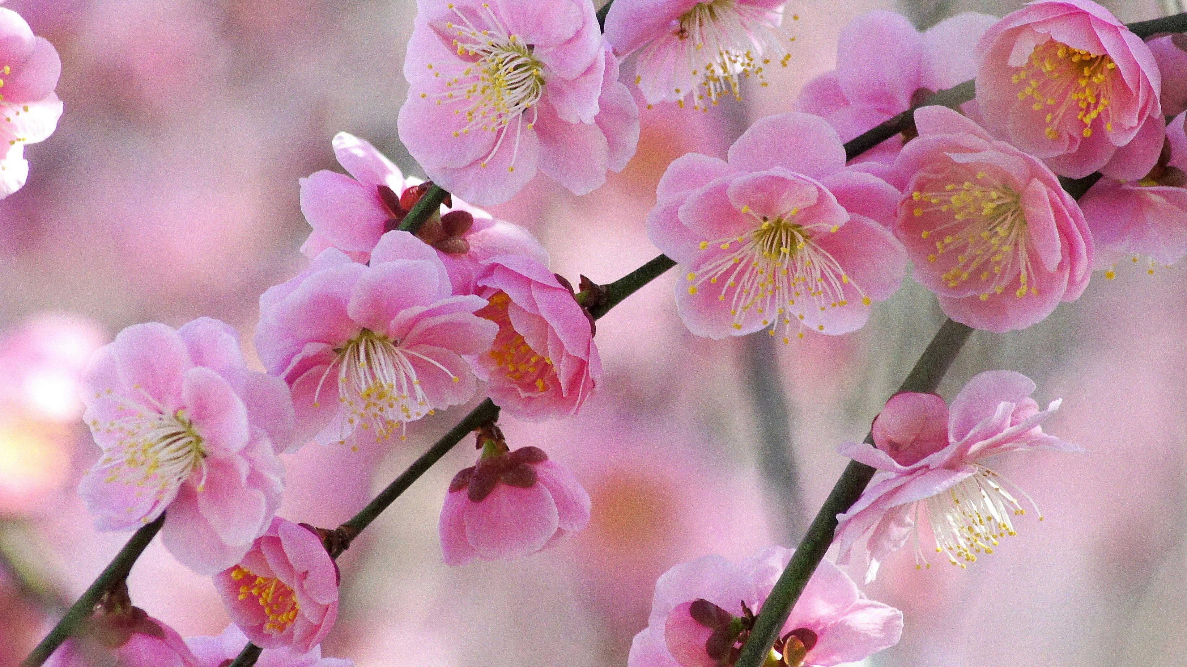 Close-up cabang bunga sakura dengan kelopak pink yang indah