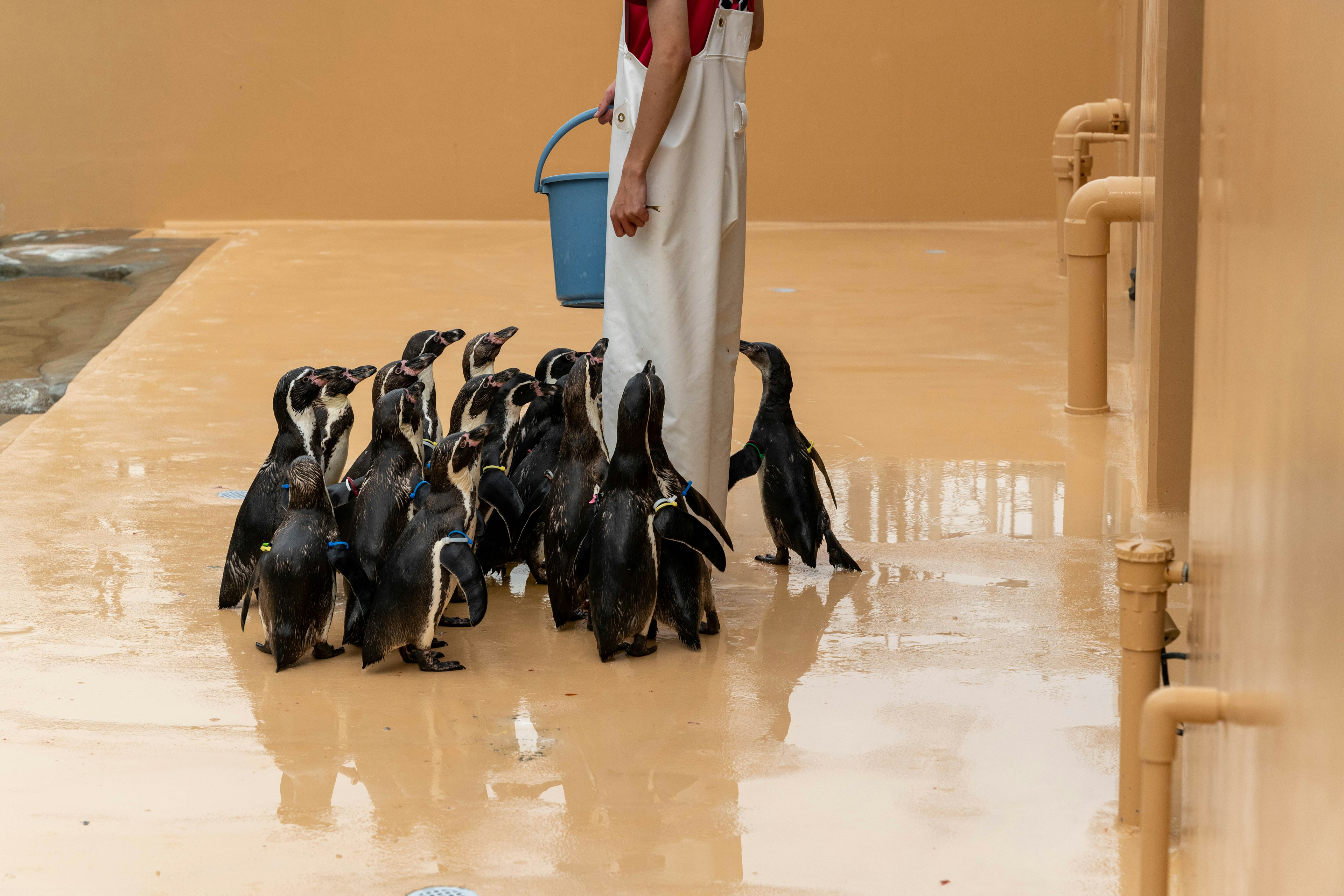 Un groupe de pingouins rassemblé autour d'un soigneur sur une surface mouillée