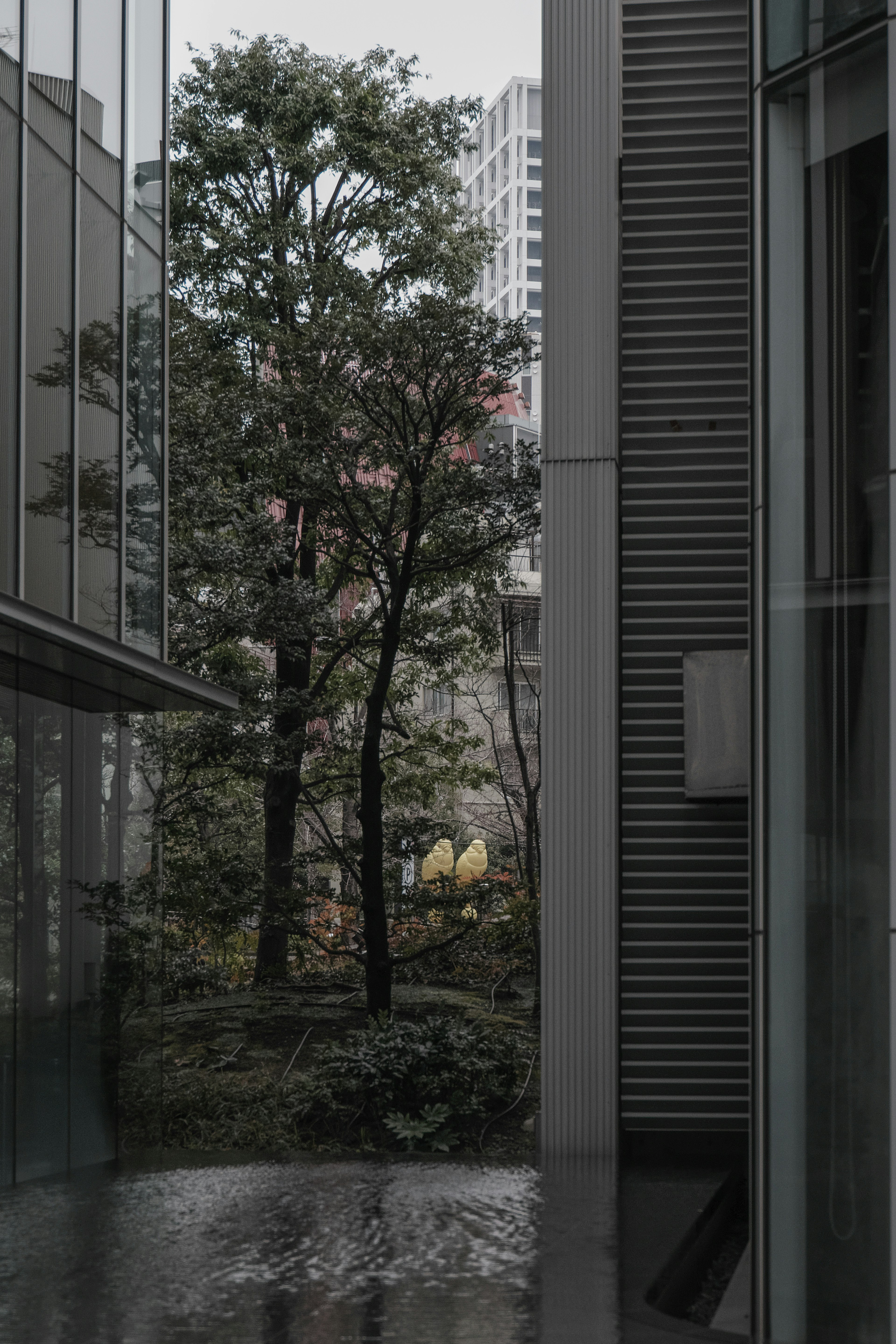 Modern buildings framing a lush green tree and urban landscape