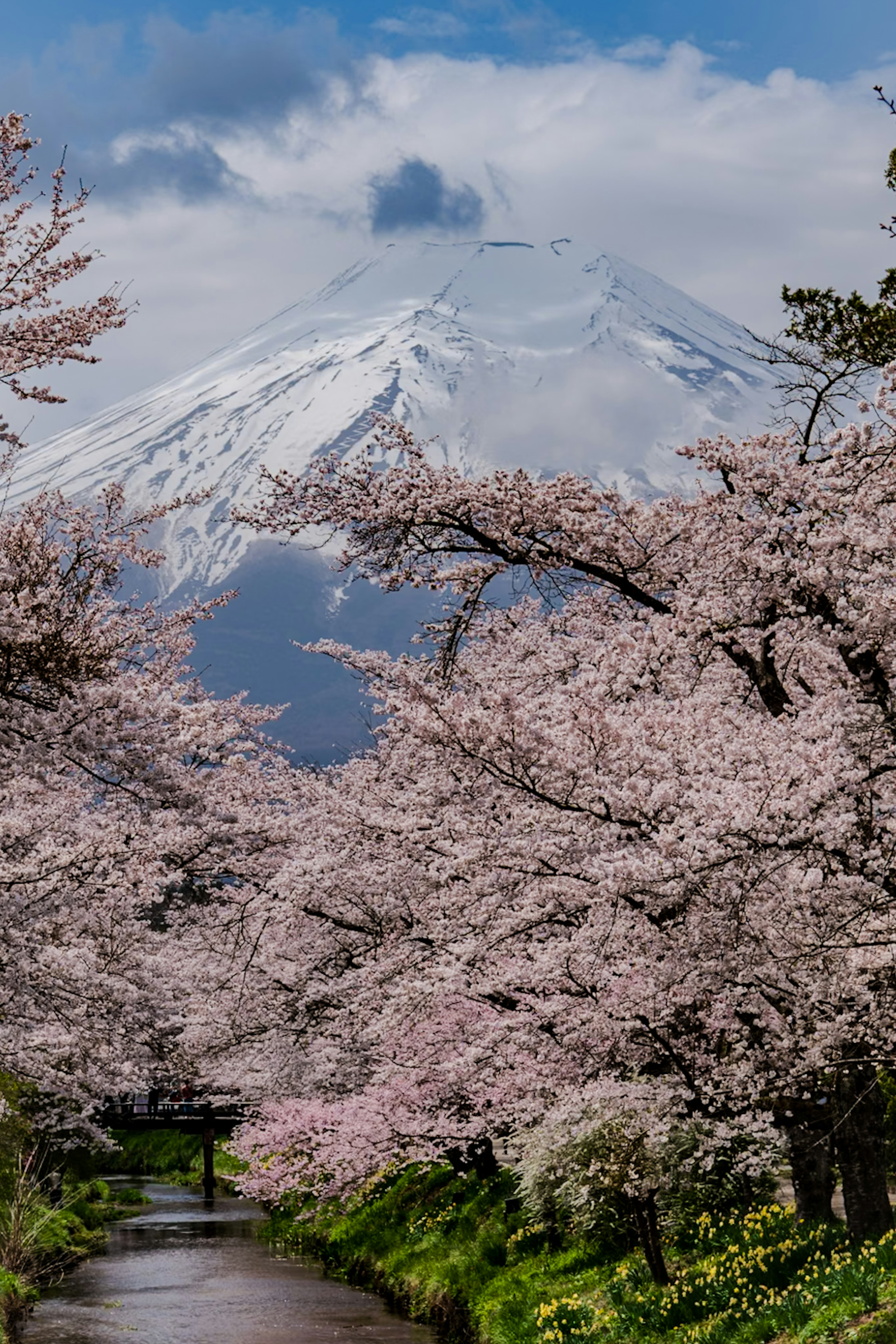 櫻花樹沿著小河與富士山背景