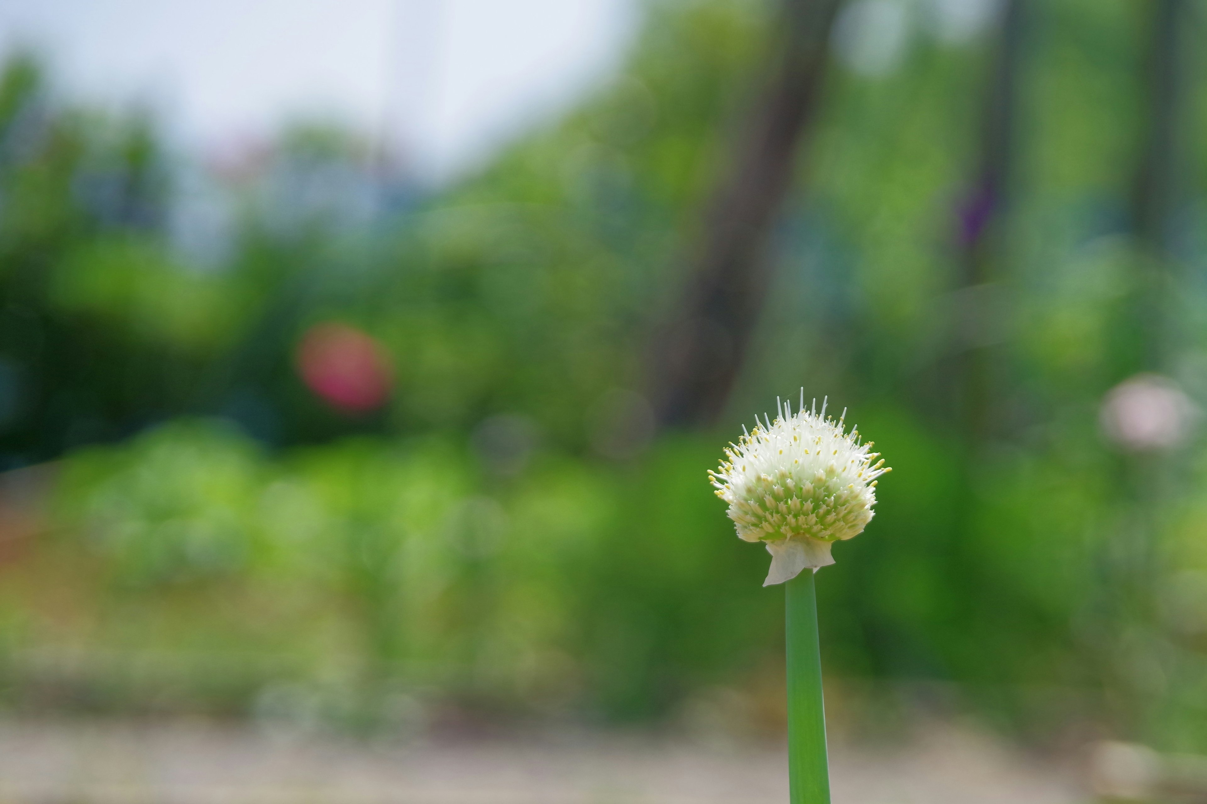 Image of a white flower head against a green background