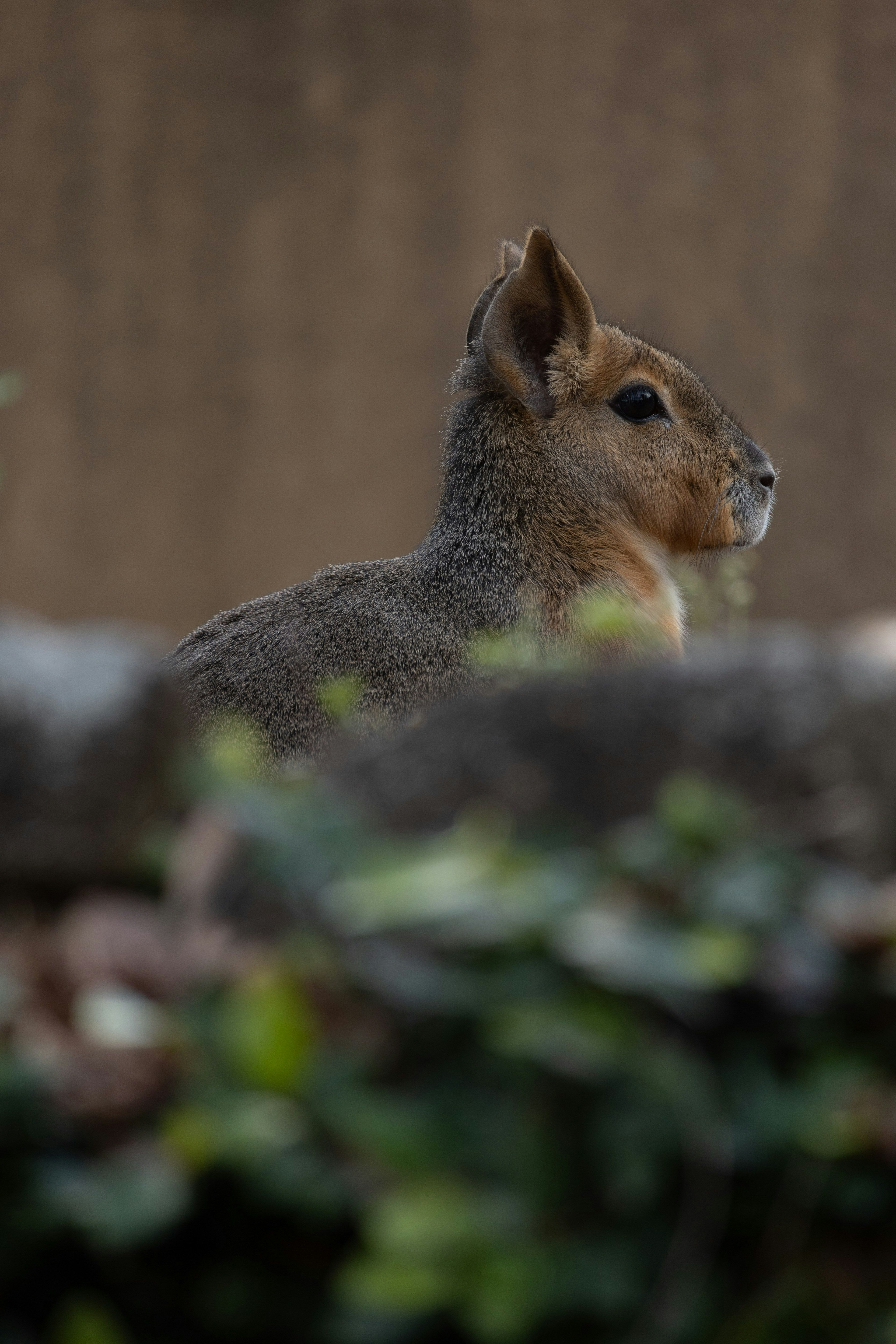 Profile of a small animal near a wall