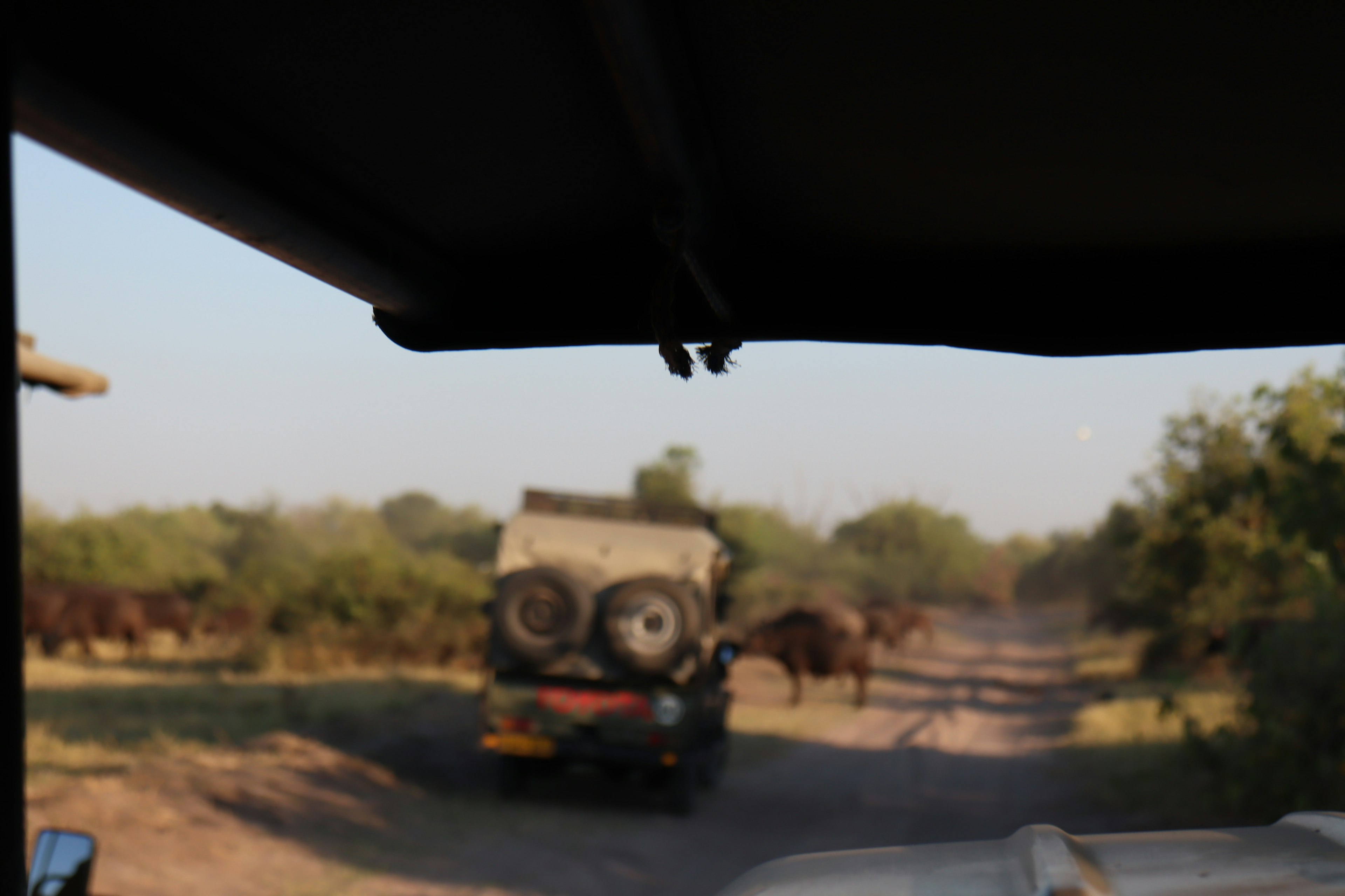 Jeep melintasi pemandangan dengan sekawanan sapi