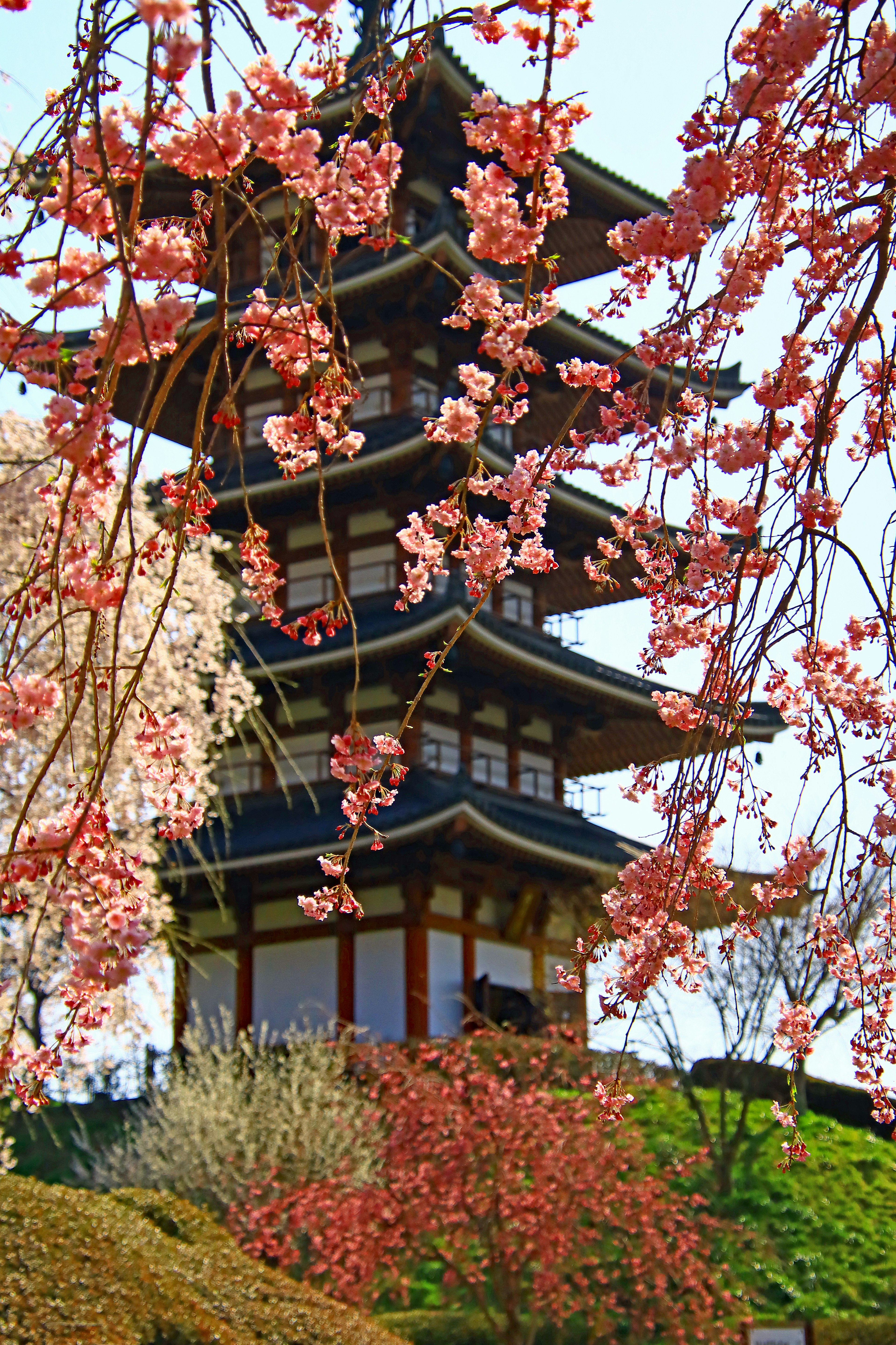 Schöne Szenerie mit Kirschblüten und einer Pagode