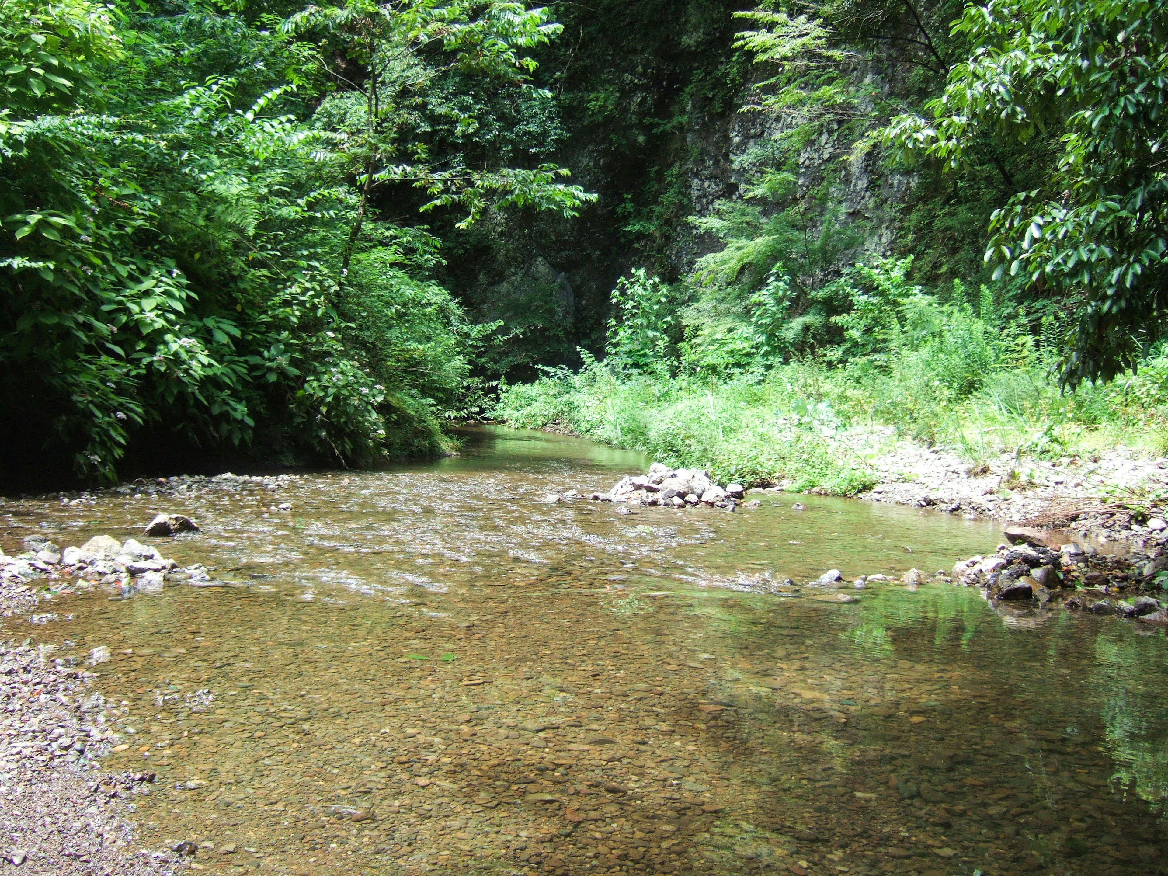 Arroyo sereno rodeado de un bosque frondoso