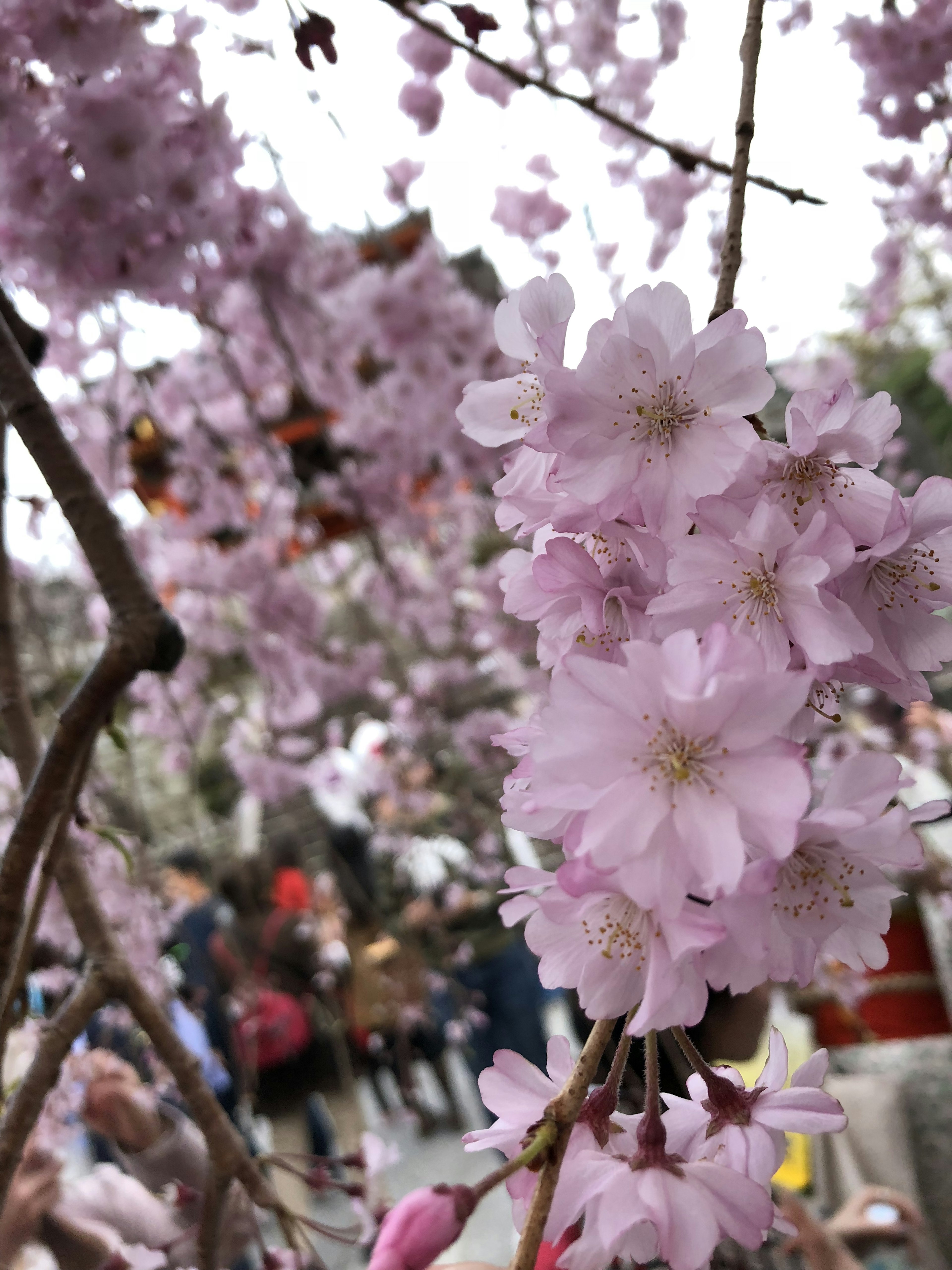 桜の花が咲いている風景と人々の姿