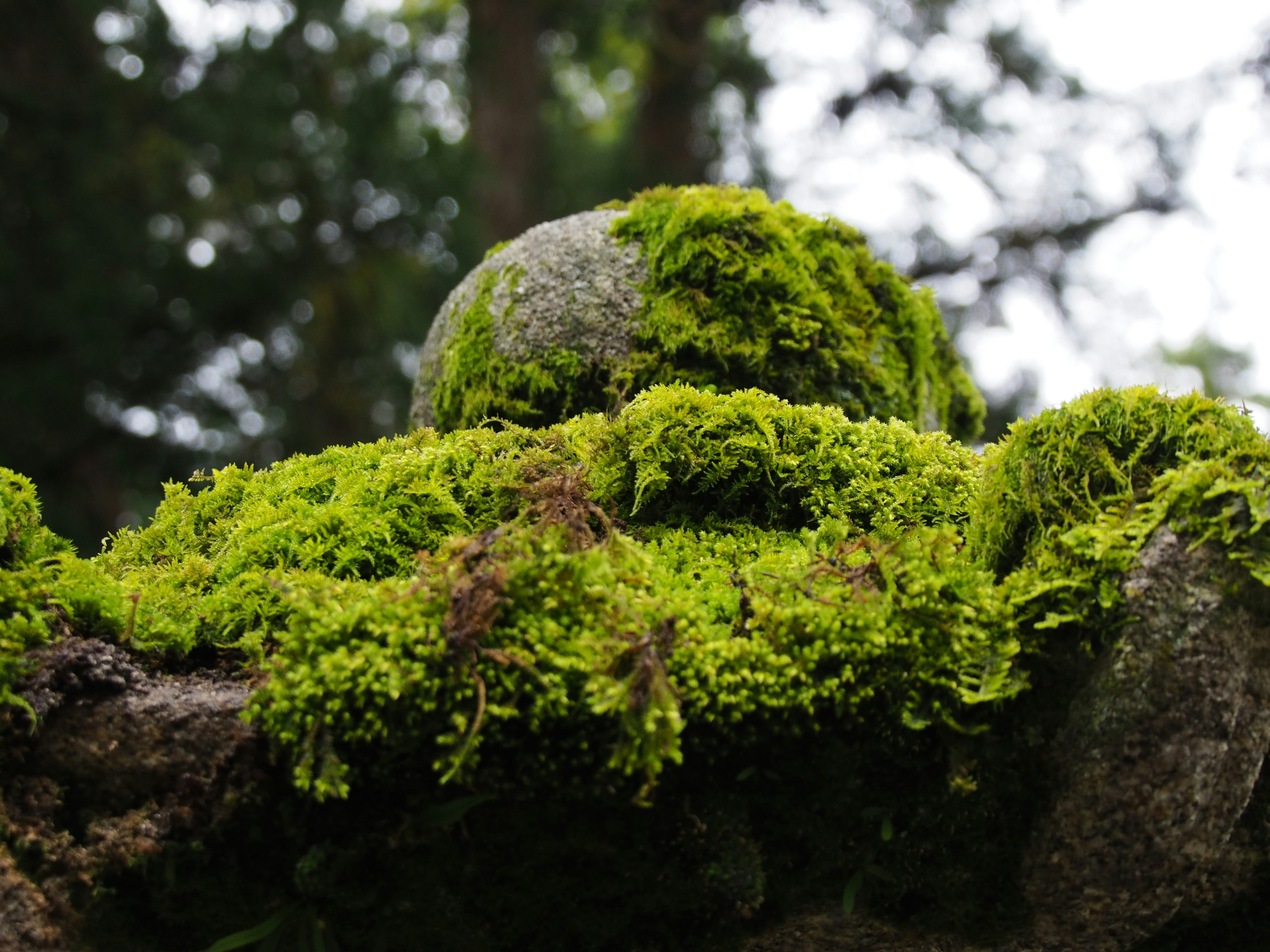 Un paesaggio di muschio che si estende su una roccia coperta di muschio verde