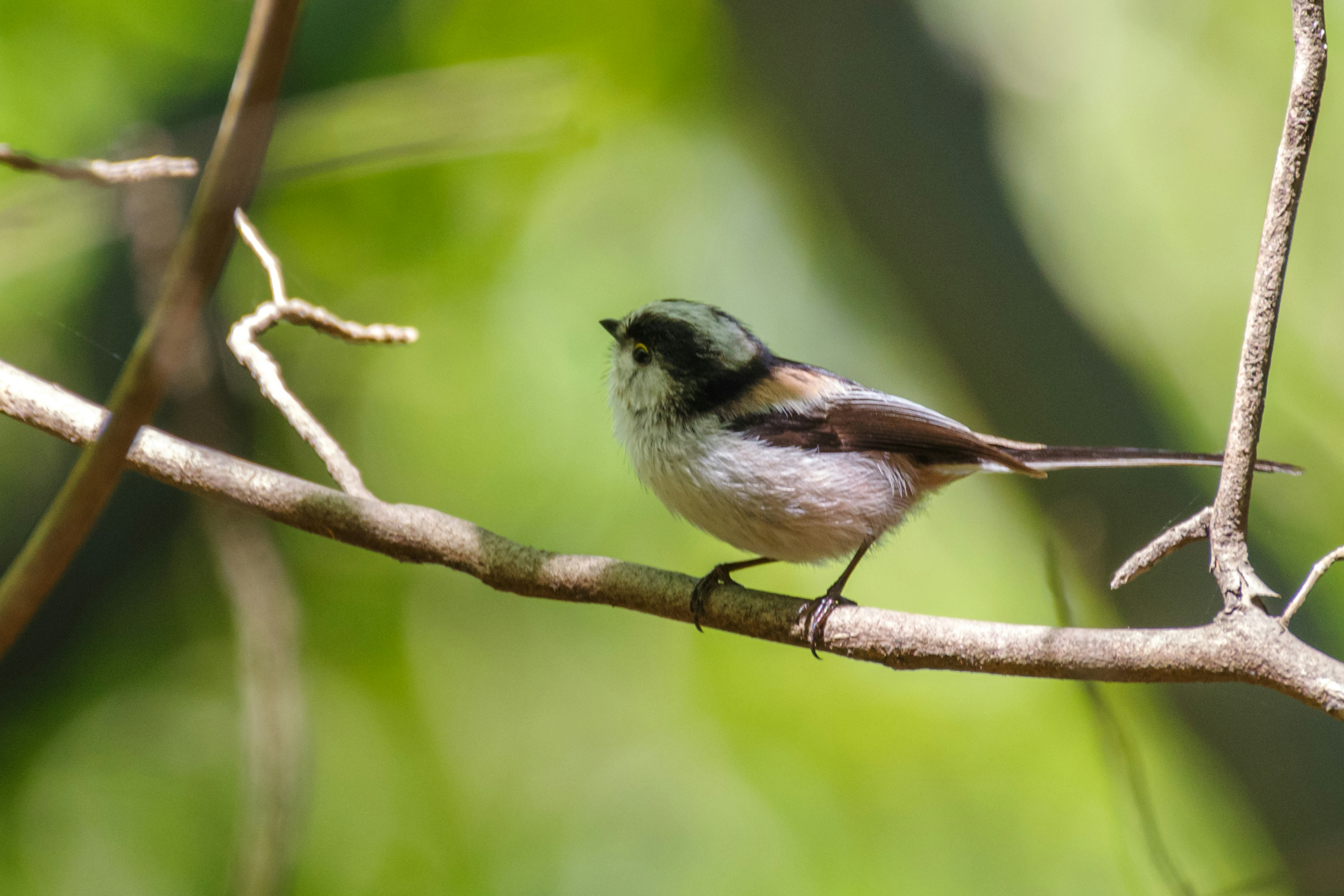 Pequeño pájaro posado en una rama con cabeza verde y pecho blanco