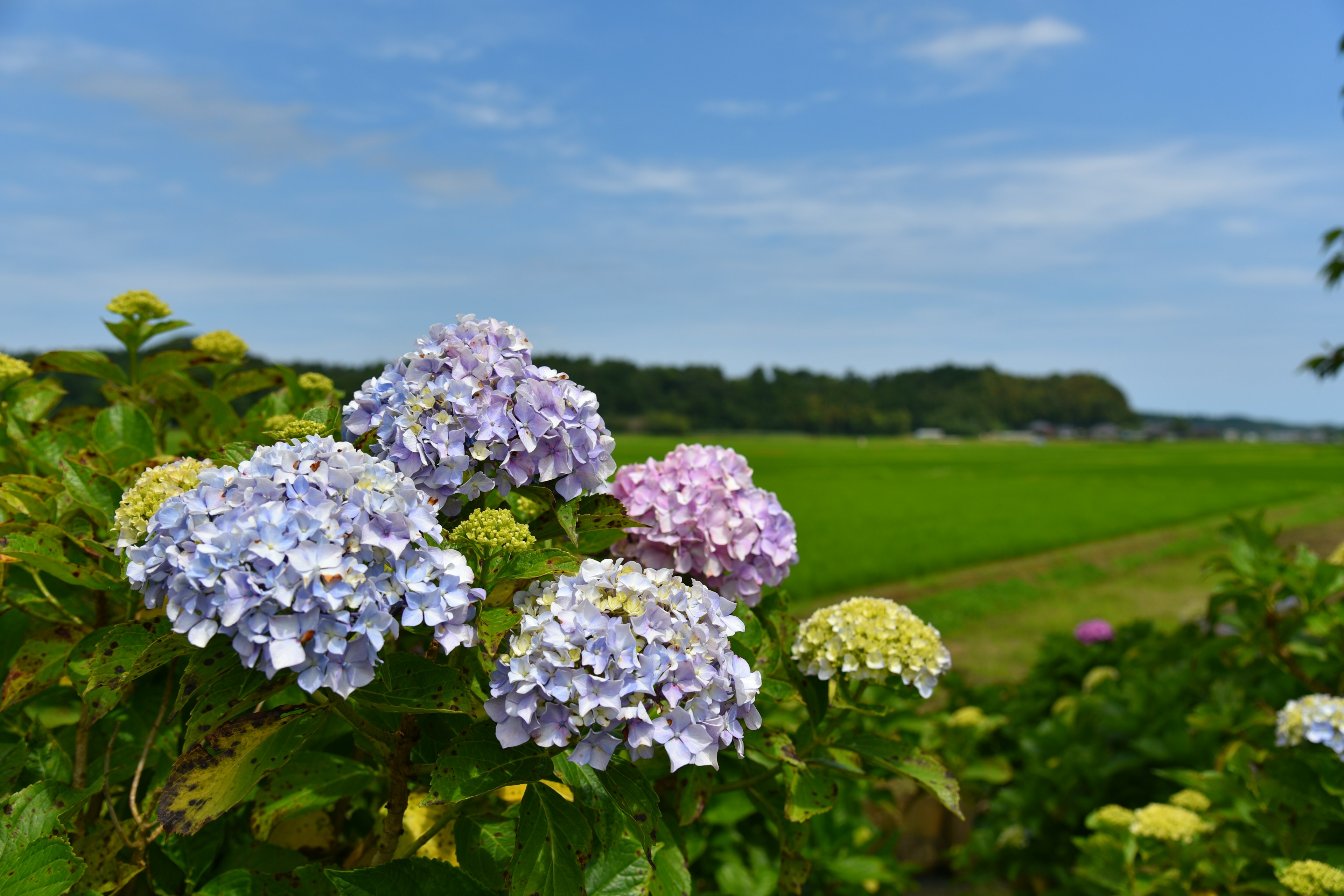 Hydrangea flowers in shades of blue and purple under a blue sky with a green rice field in the background