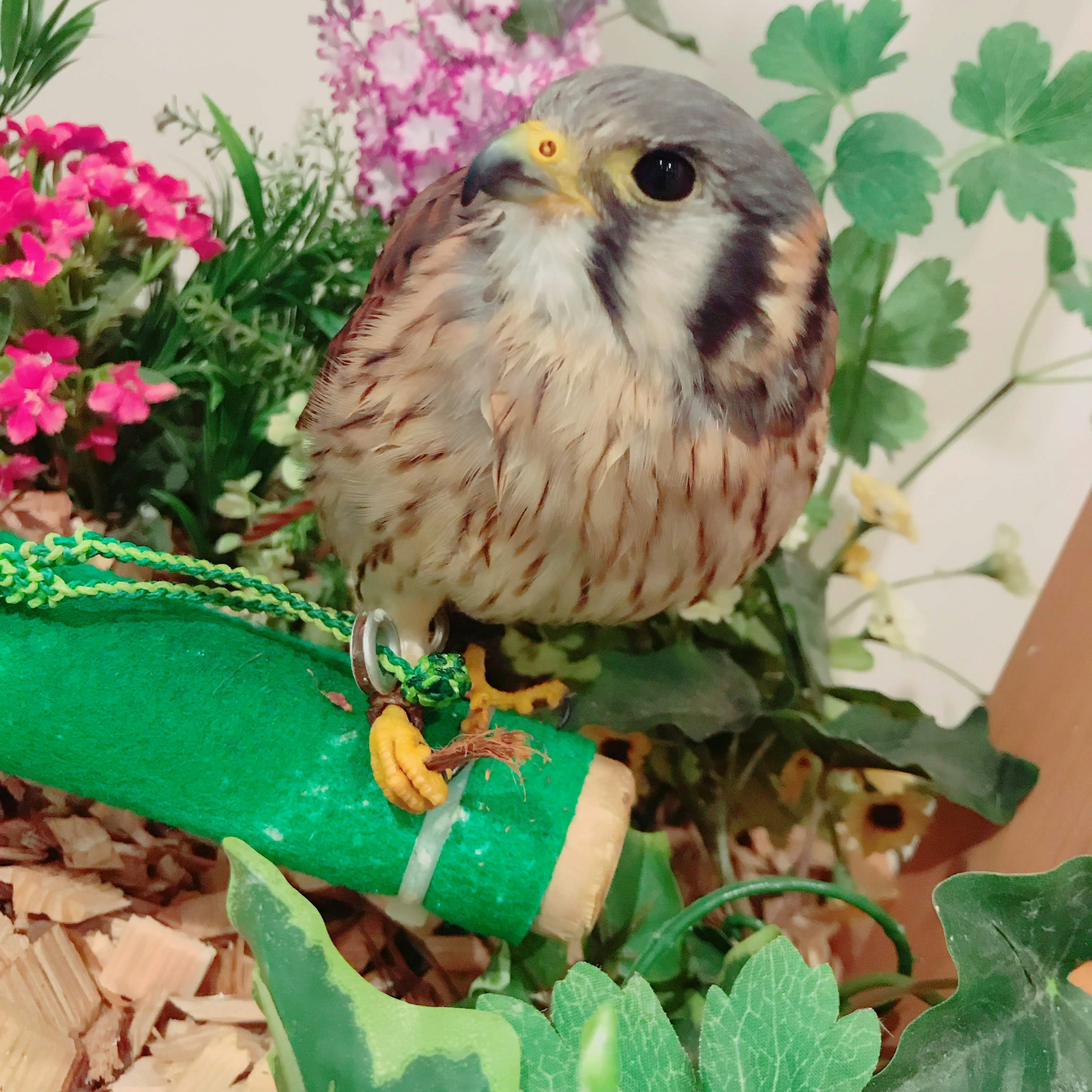 Un pequeño pájaro posado sobre un objeto verde rodeado de flores y vegetación