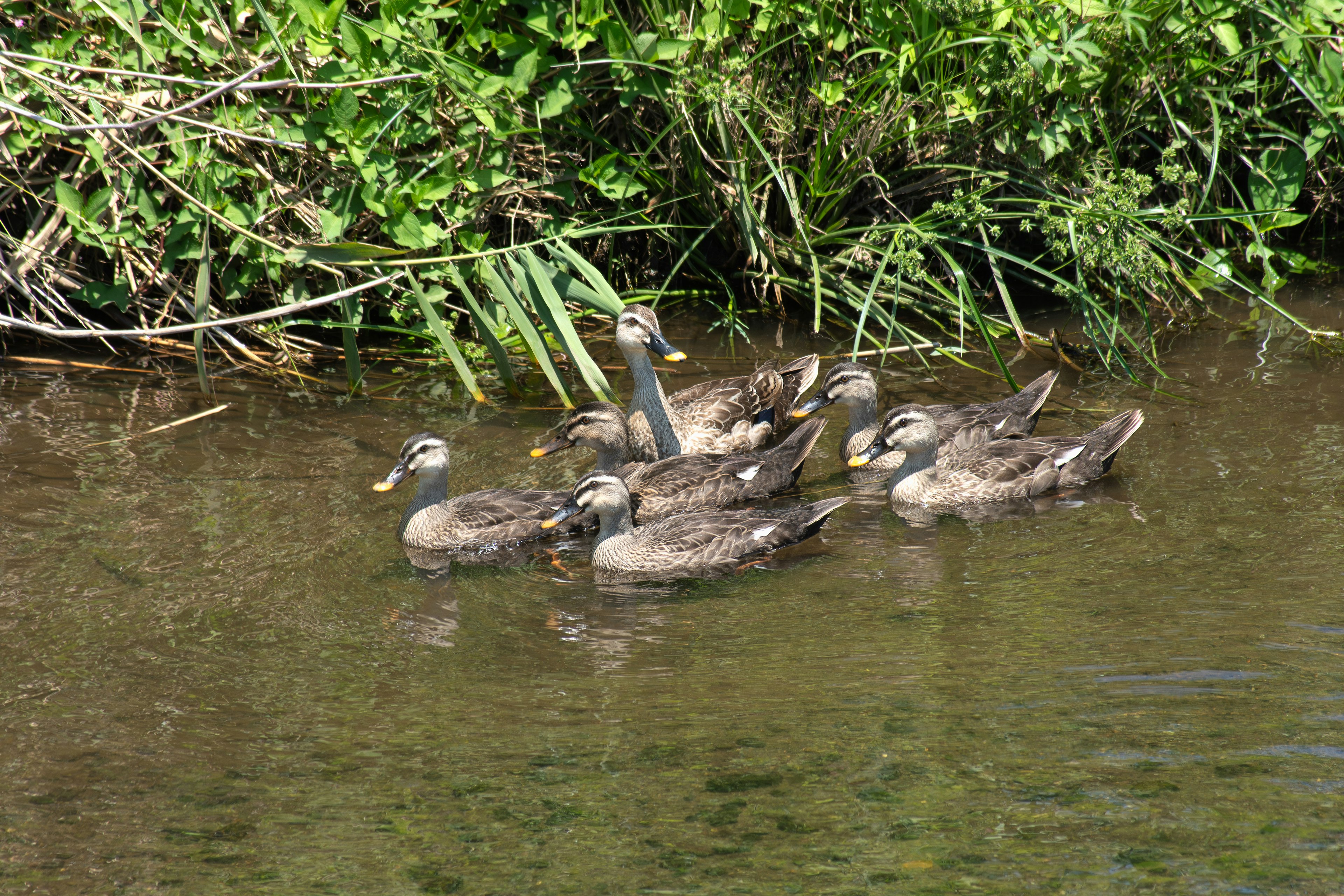 Eine Gruppe von Enten, die nahe dem Ufer schwimmen