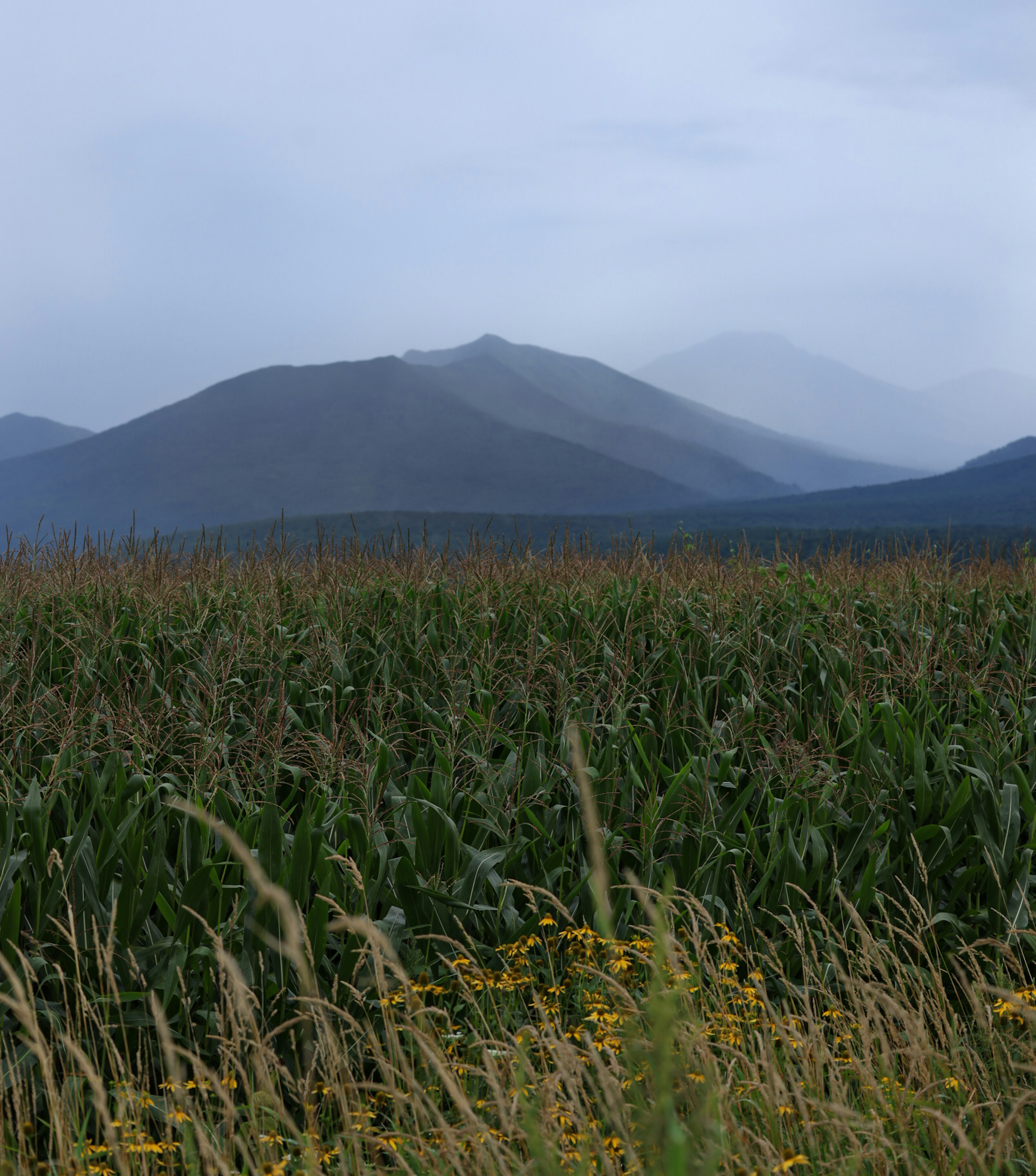 Montañas neblinosas al fondo con un campo verde en primer plano