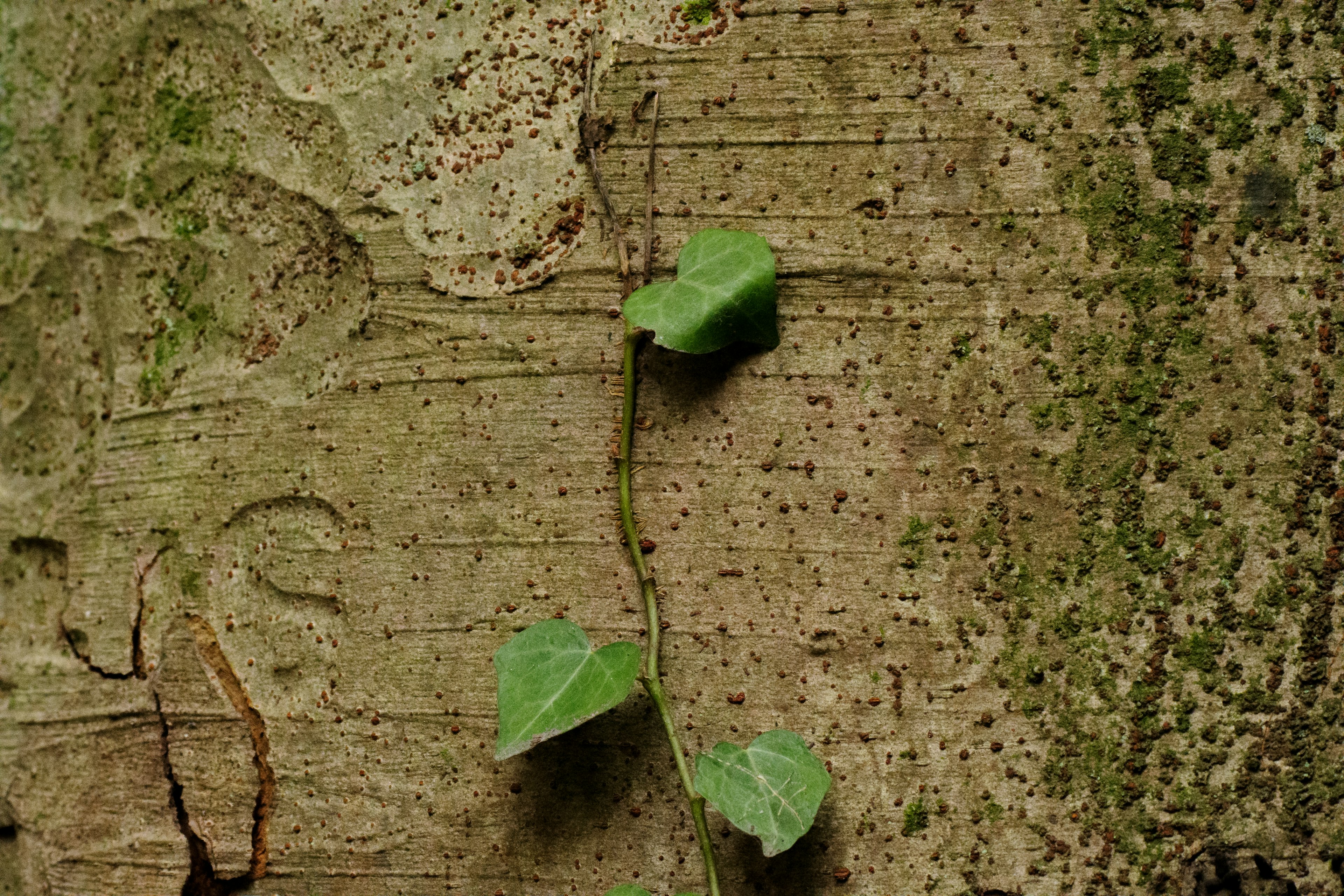 Hojas verdes trepando sobre una superficie de árbol texturizada con musgo