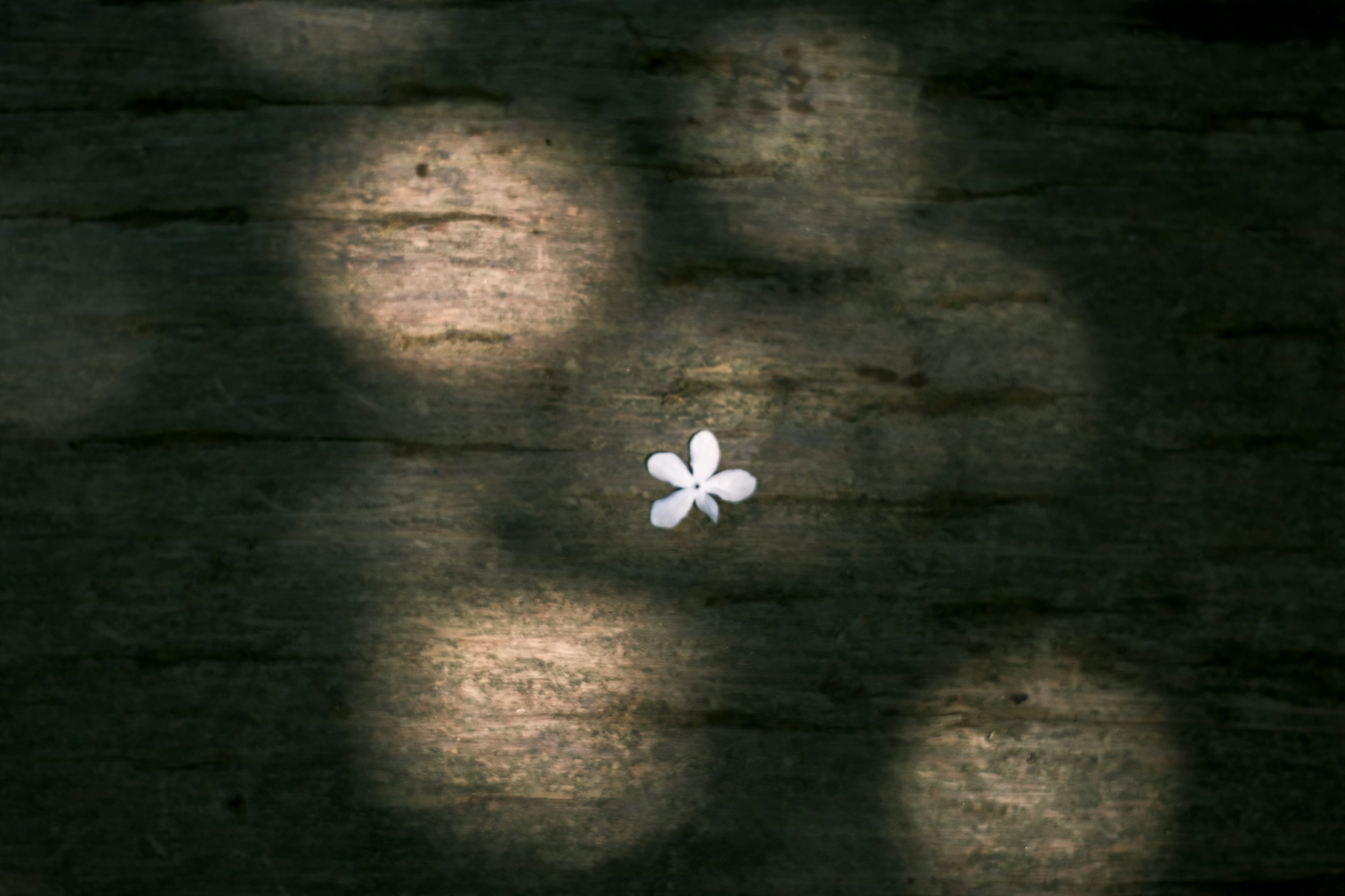 Un pétale de fleur blanche se détache sur un fond sombre