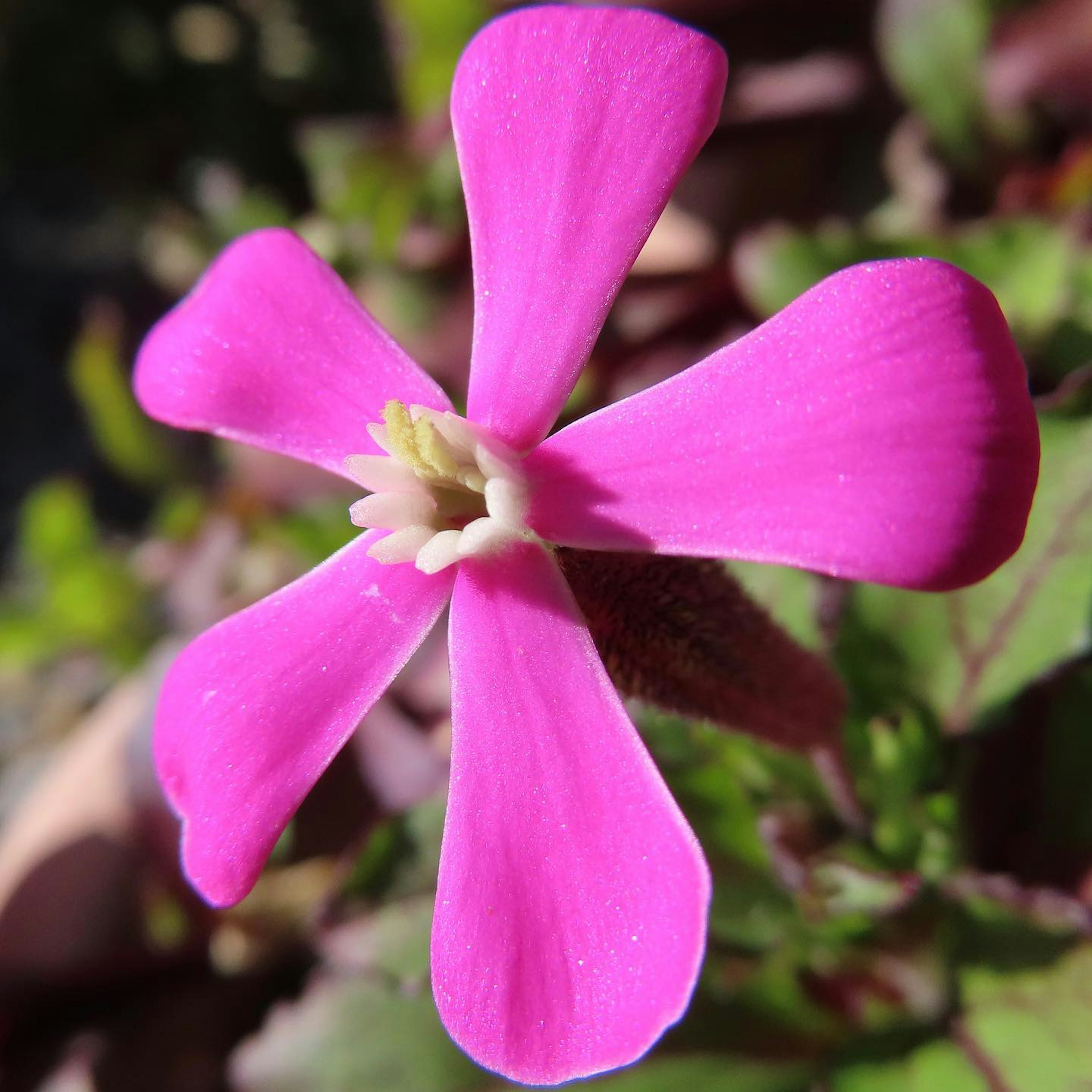 Vibrant pink flower blooming among green leaves