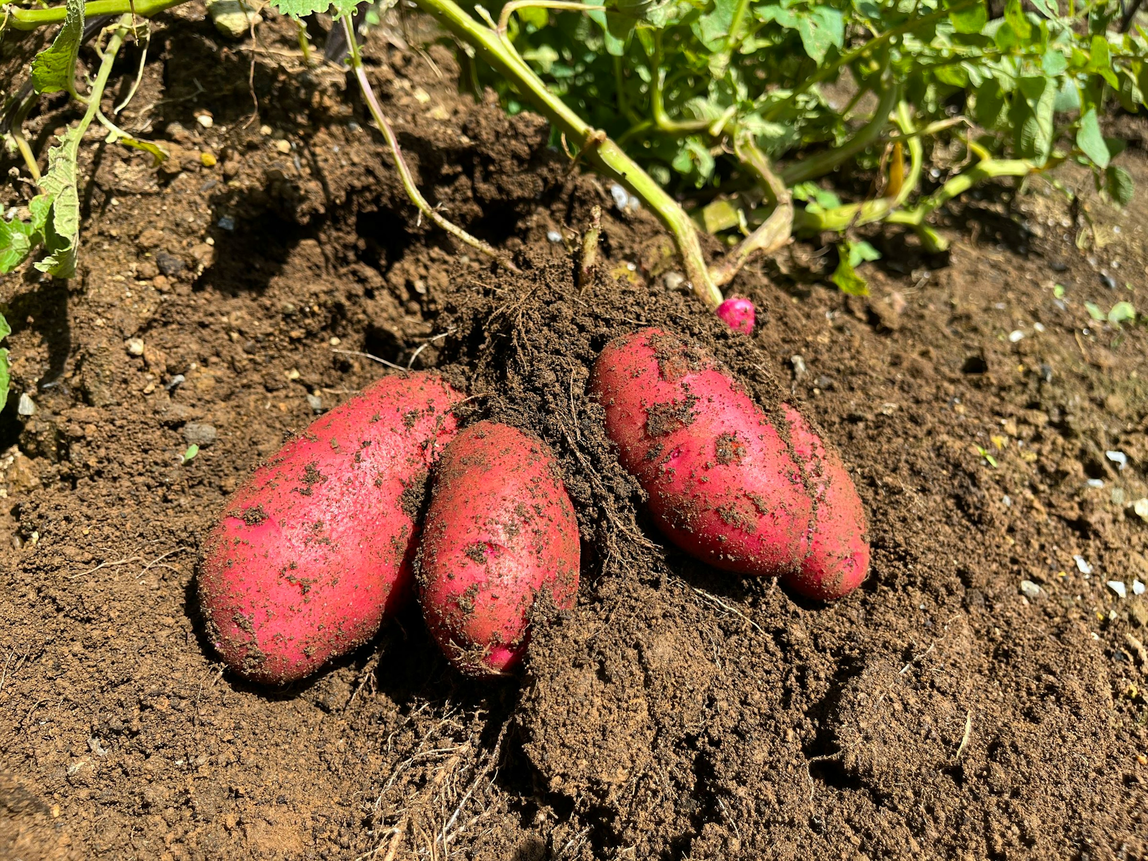 Grupo de papas rojas saliendo de la tierra