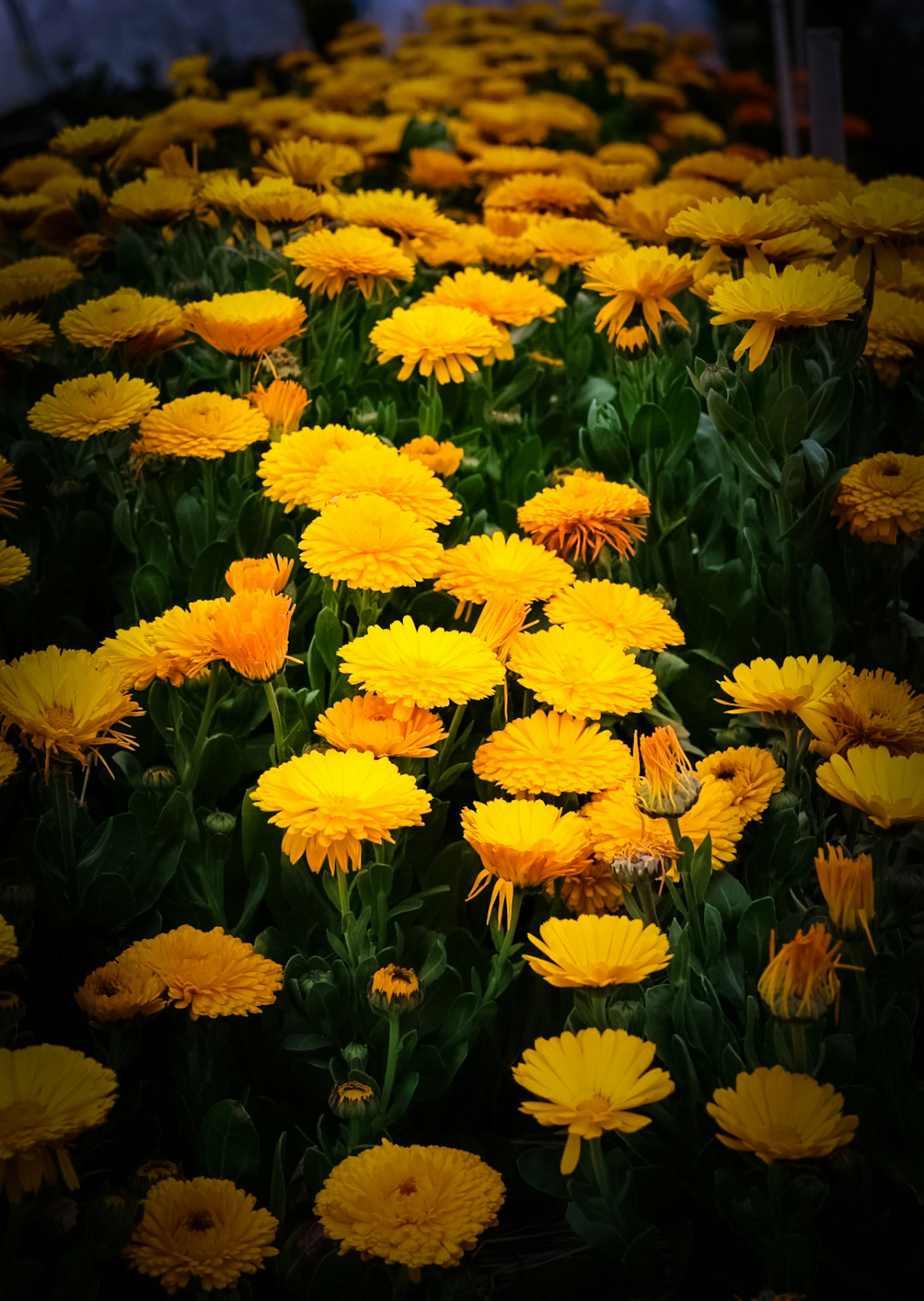 Flores amarillas vibrantes floreciendo en un jardín exuberante