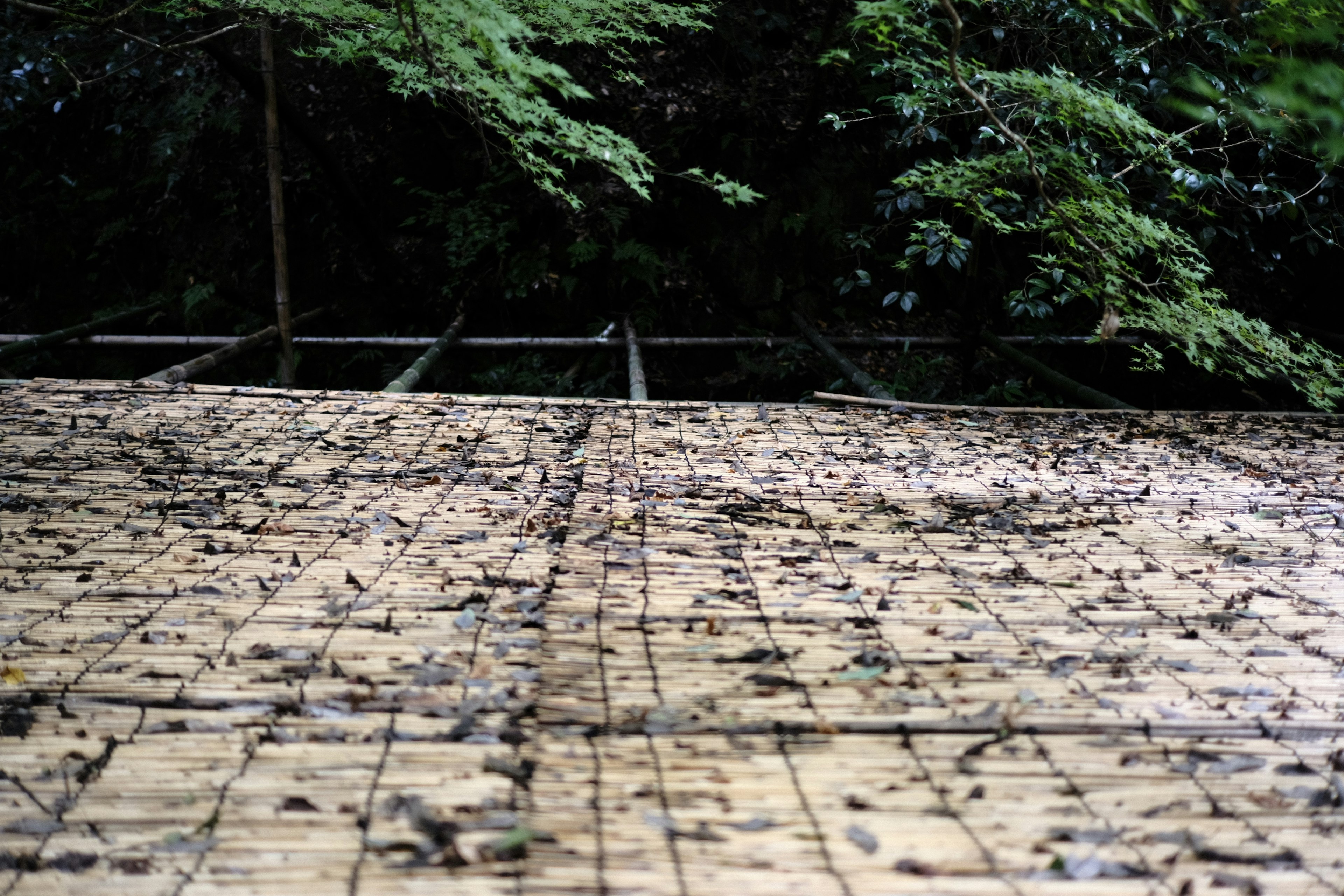 Techo de bambú cubierto de hojas y rodeado de árboles verdes y frondosos