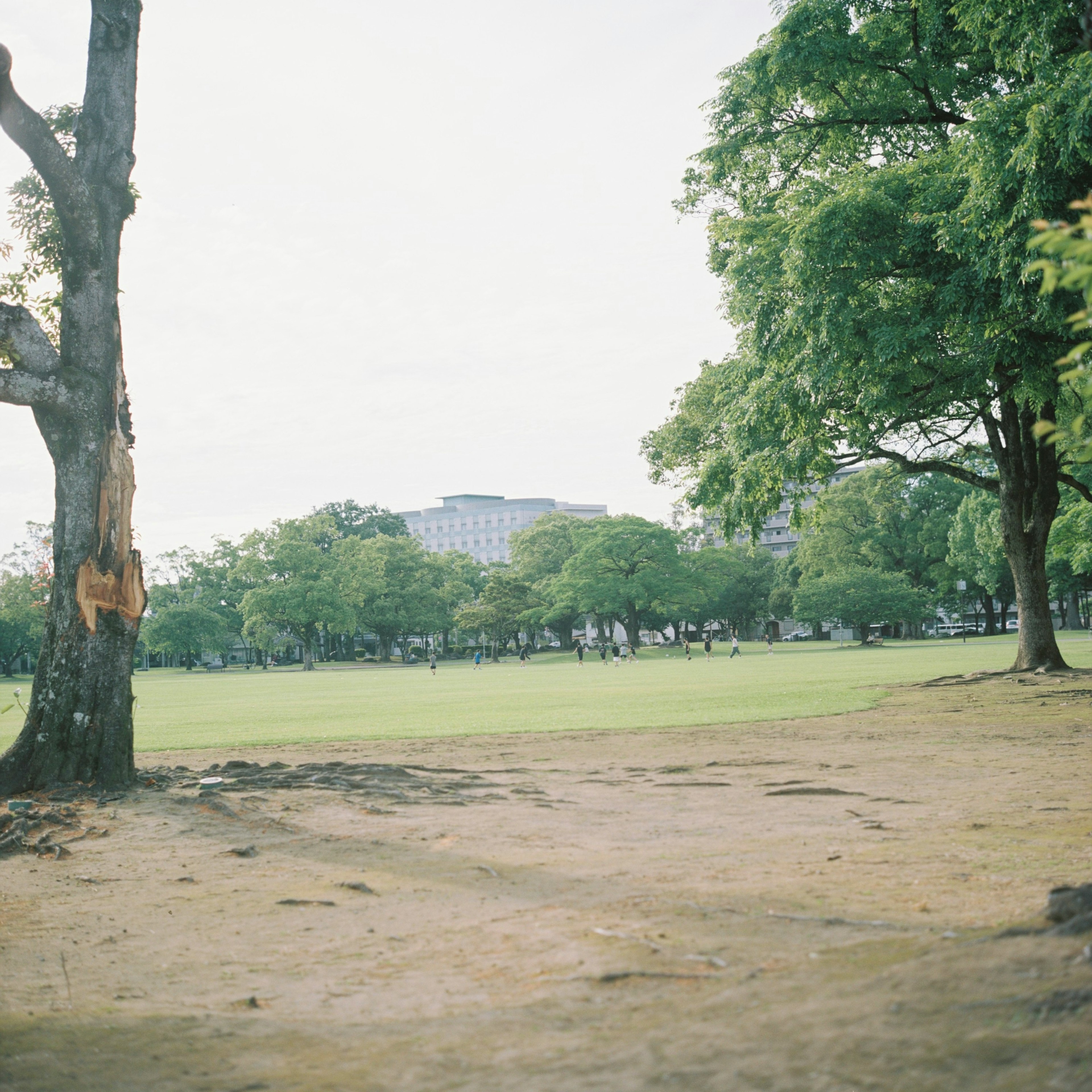 広い公園の景色、緑豊かな木々と空の明るい色合い