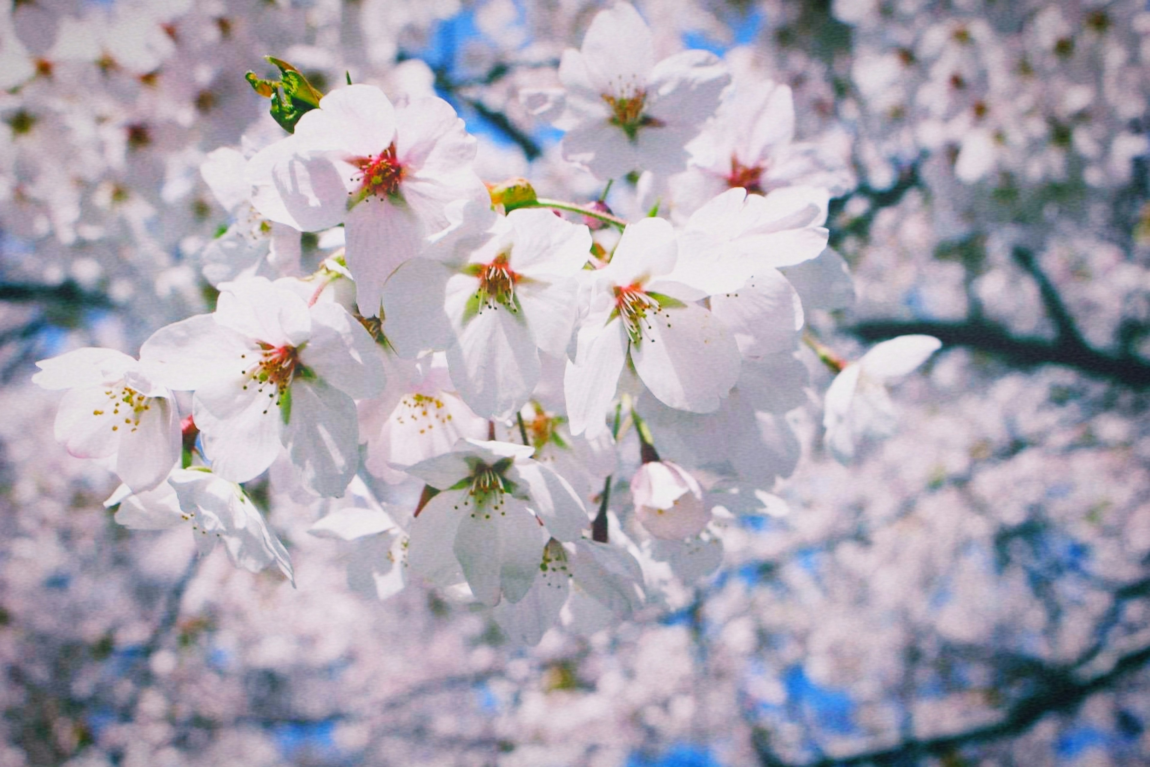 Bunga sakura yang indah sedang mekar