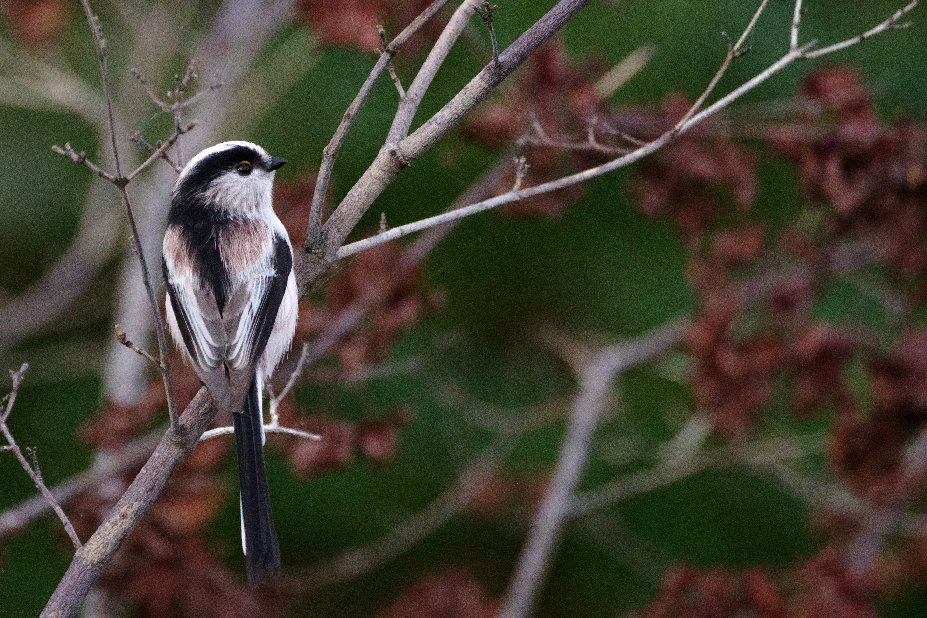 Ein kleiner Vogel, der auf einem Ast sitzt, umgeben von verschwommenem grünem Laub